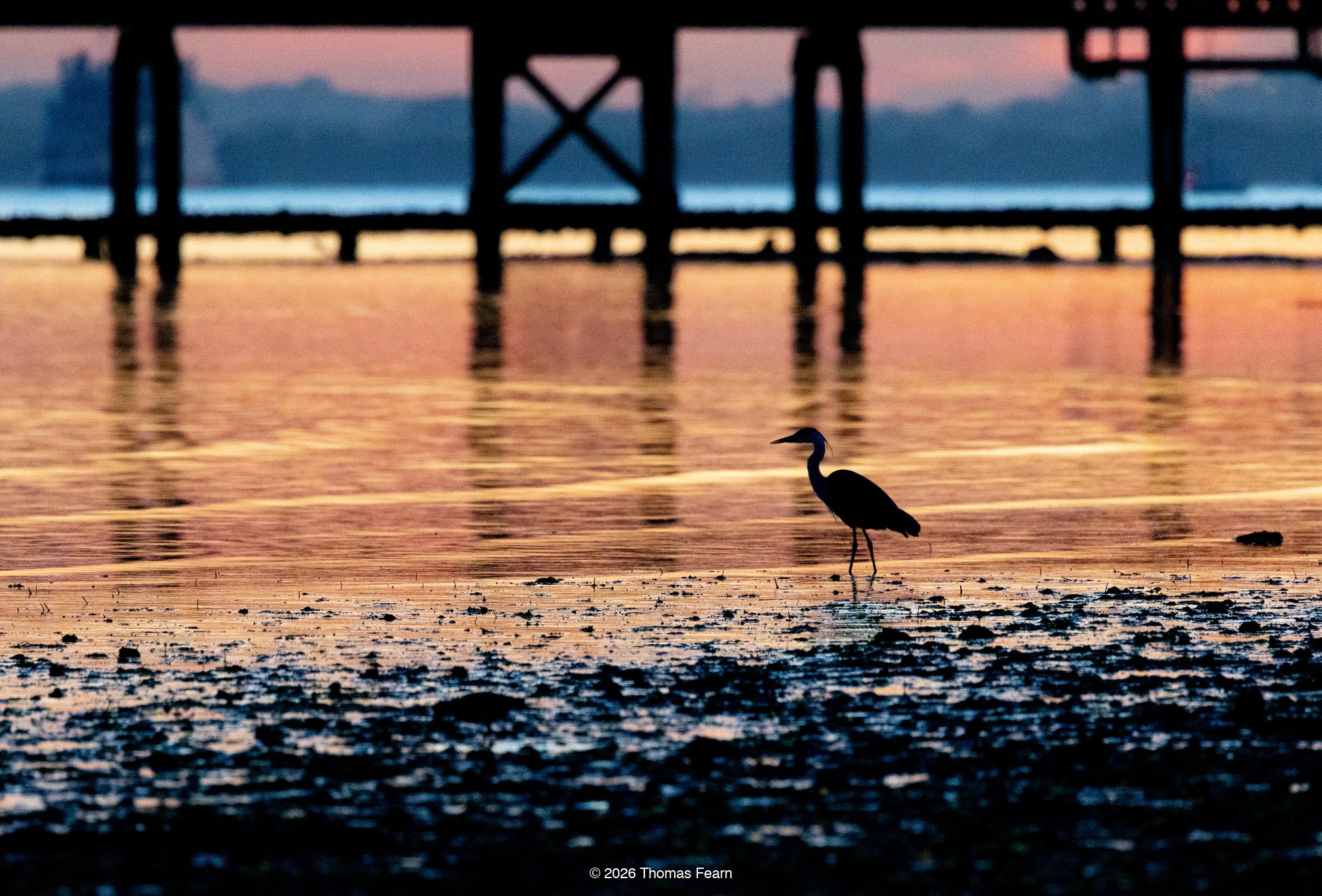 Heron silhouette beneath a pier at dawn