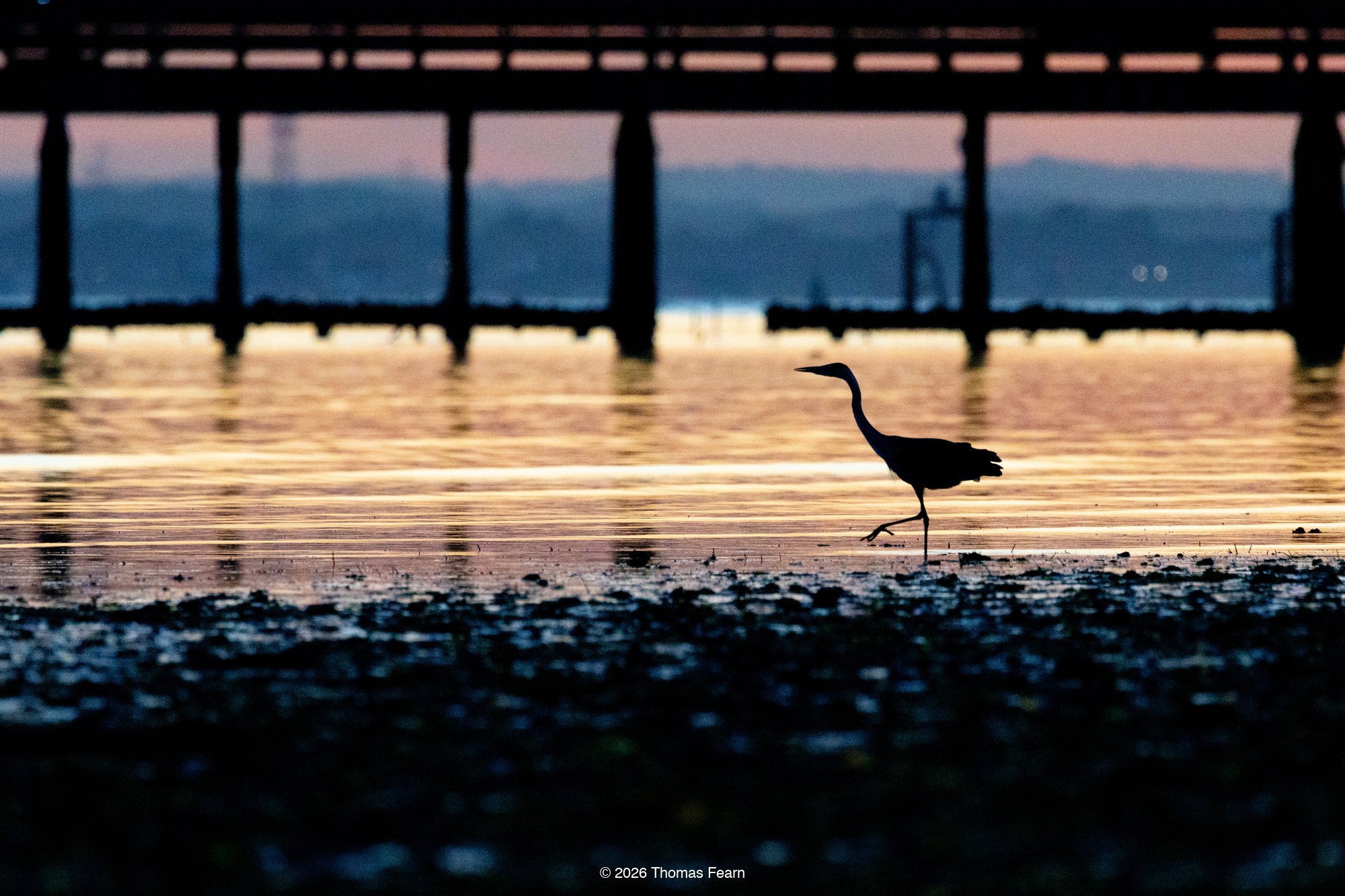 Heron walking beside pier pillars at sunrise