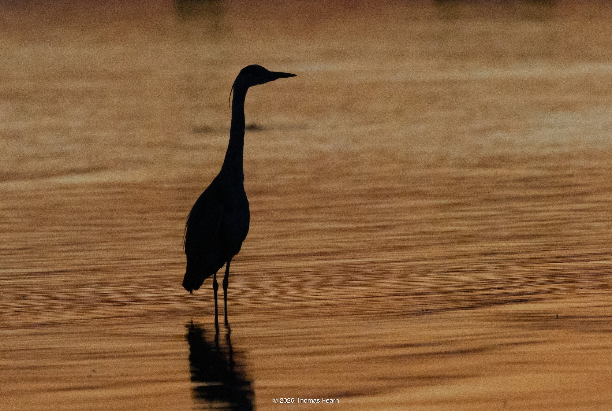 Heron silhouette wading at golden hour