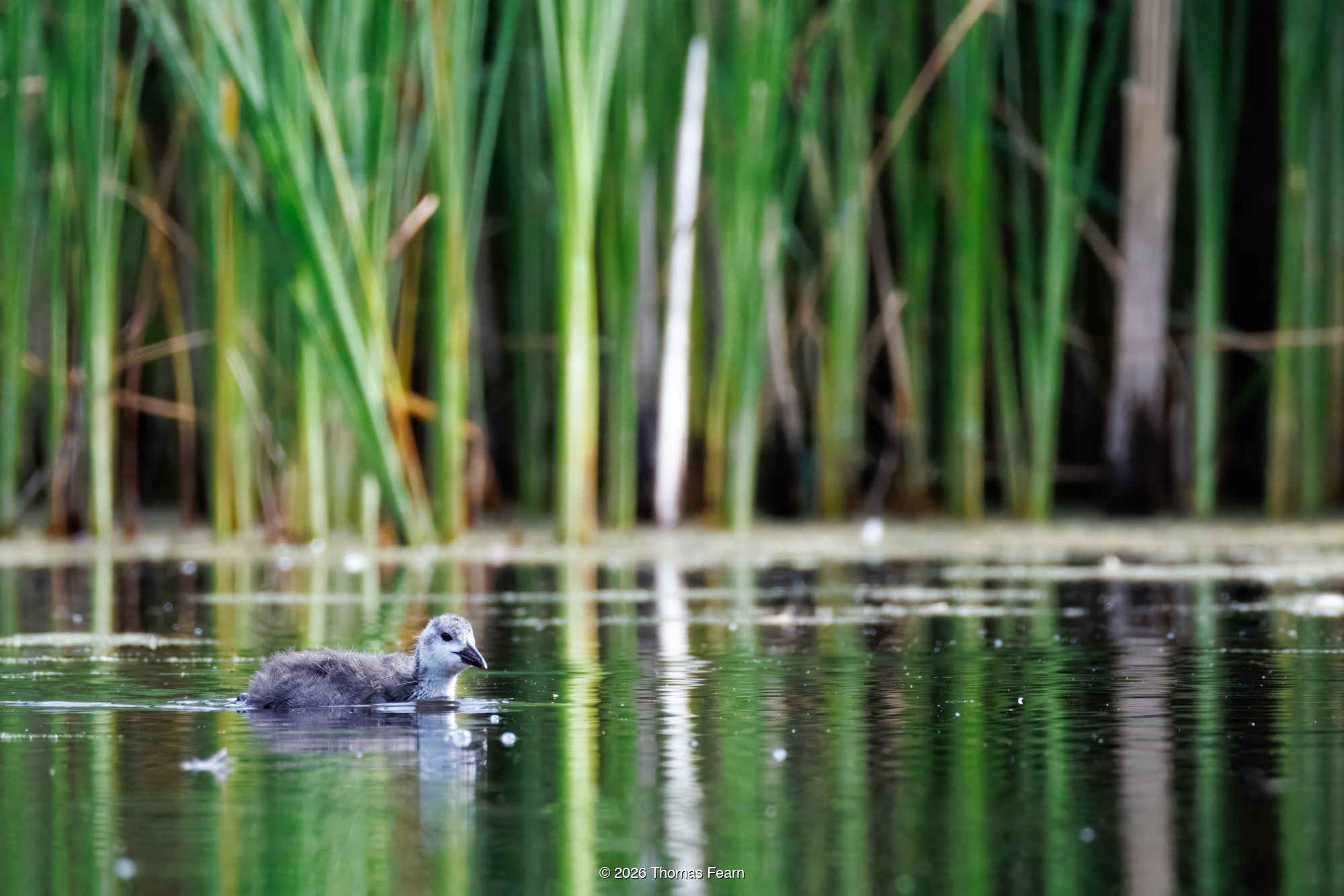 Juvenile coot among green reeds