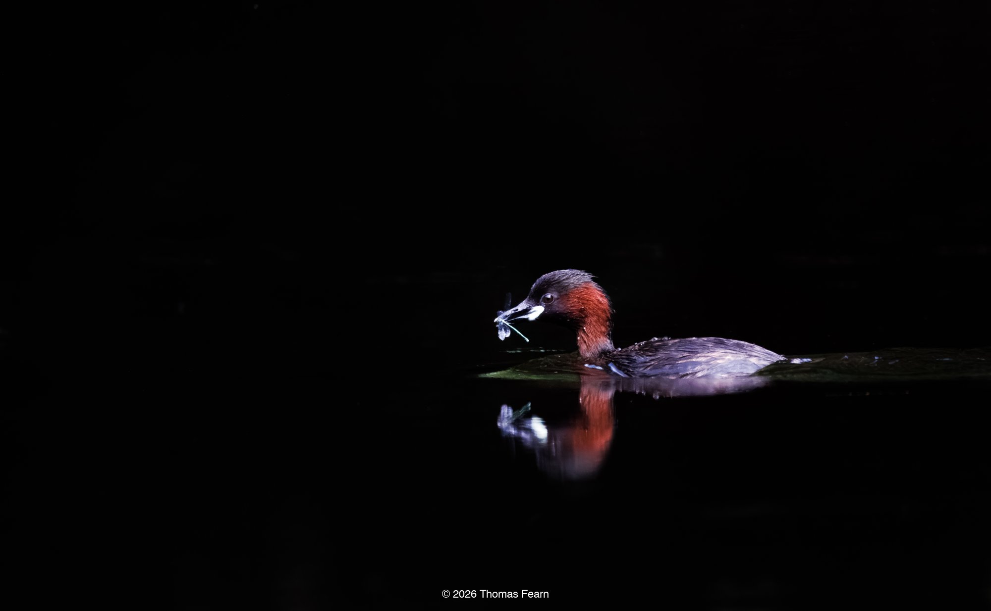 Little grebe on still dark water