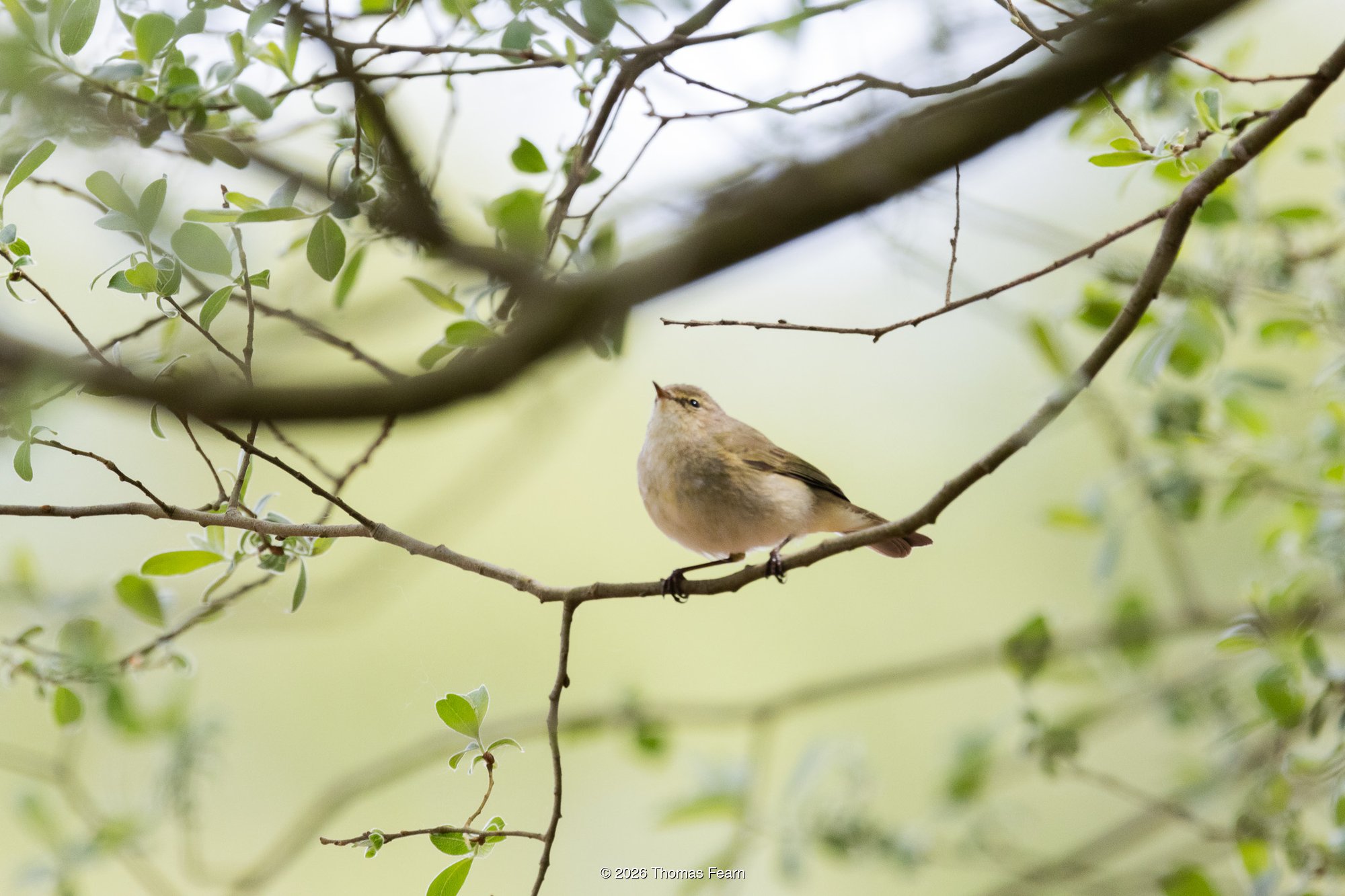 Chiffchaff on a hawthorn branch
