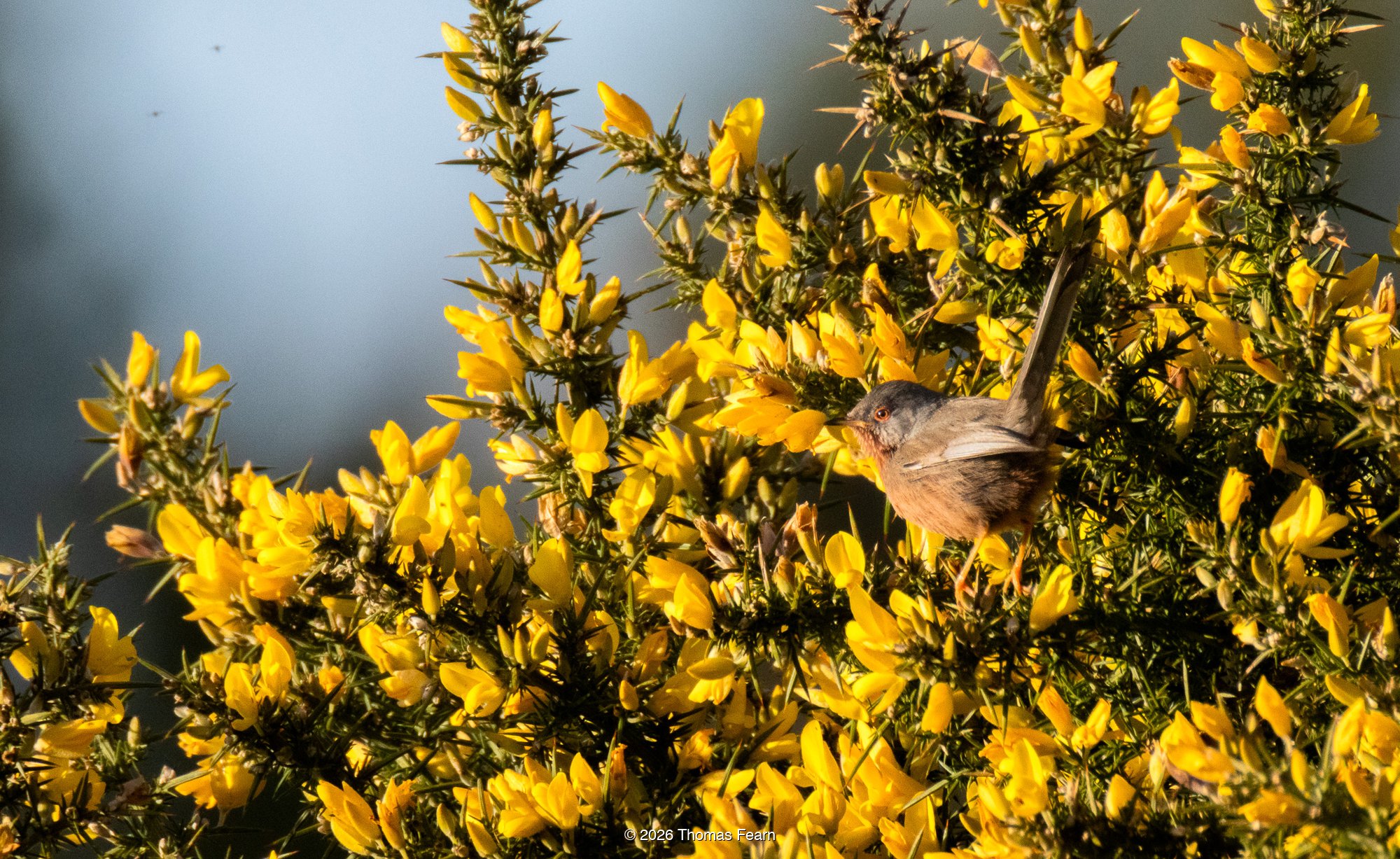 Dartford Warbler in flowering gorse
