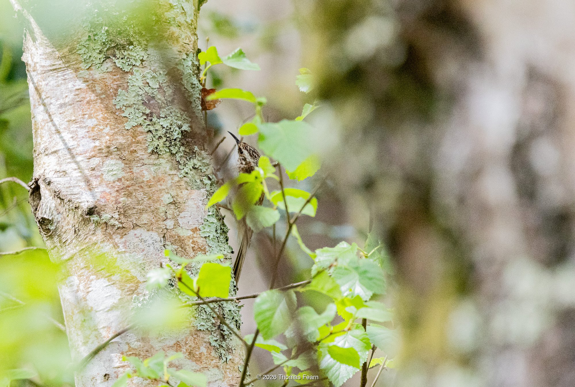 Treecreeper climbing a lichen-covered birch trunk