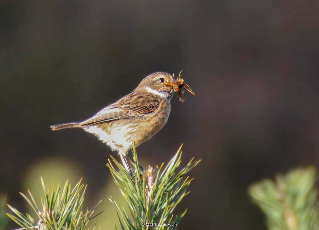 Stonechat with prey on a pine top