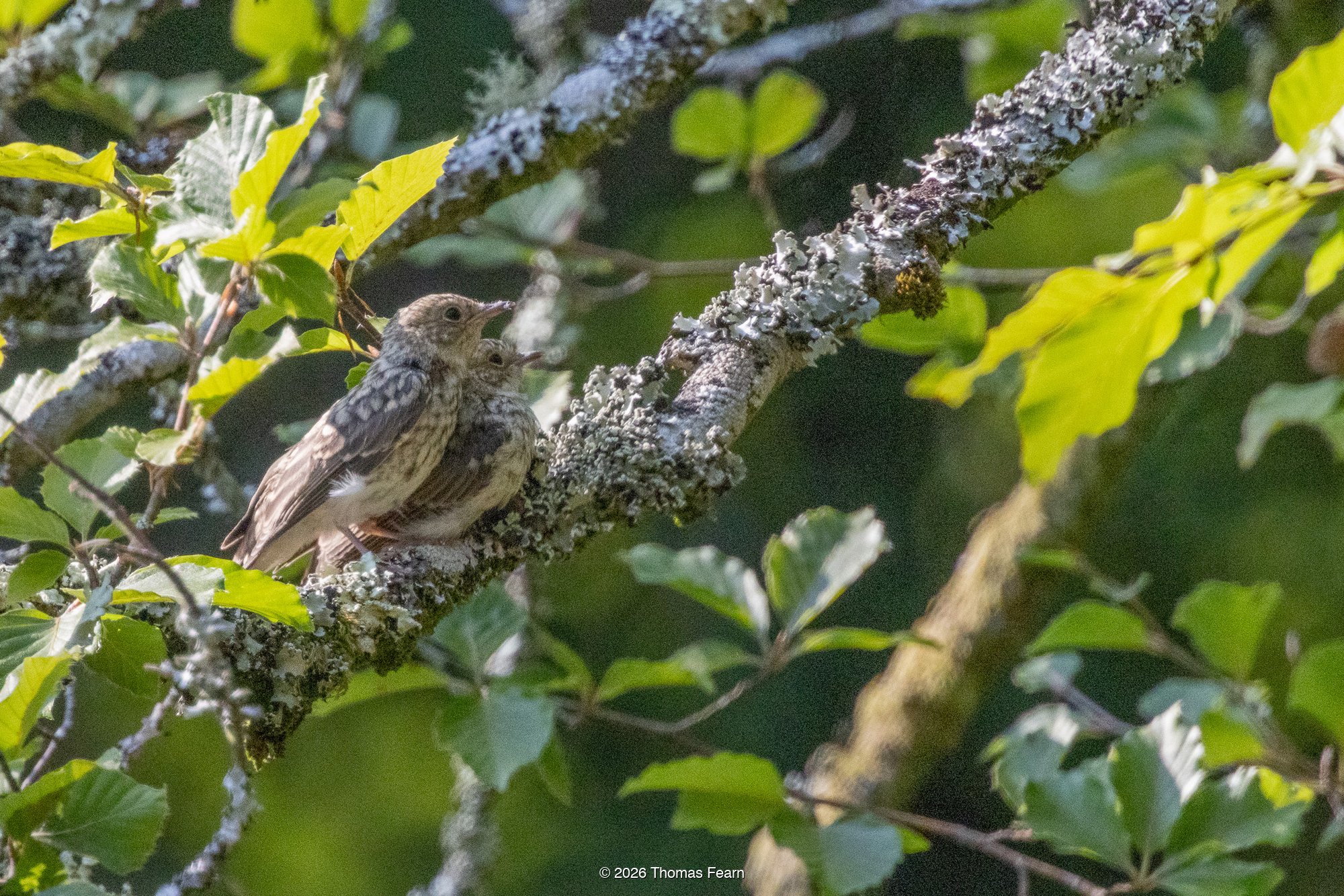 Juvenile spotted flycatchers on a lichen branch