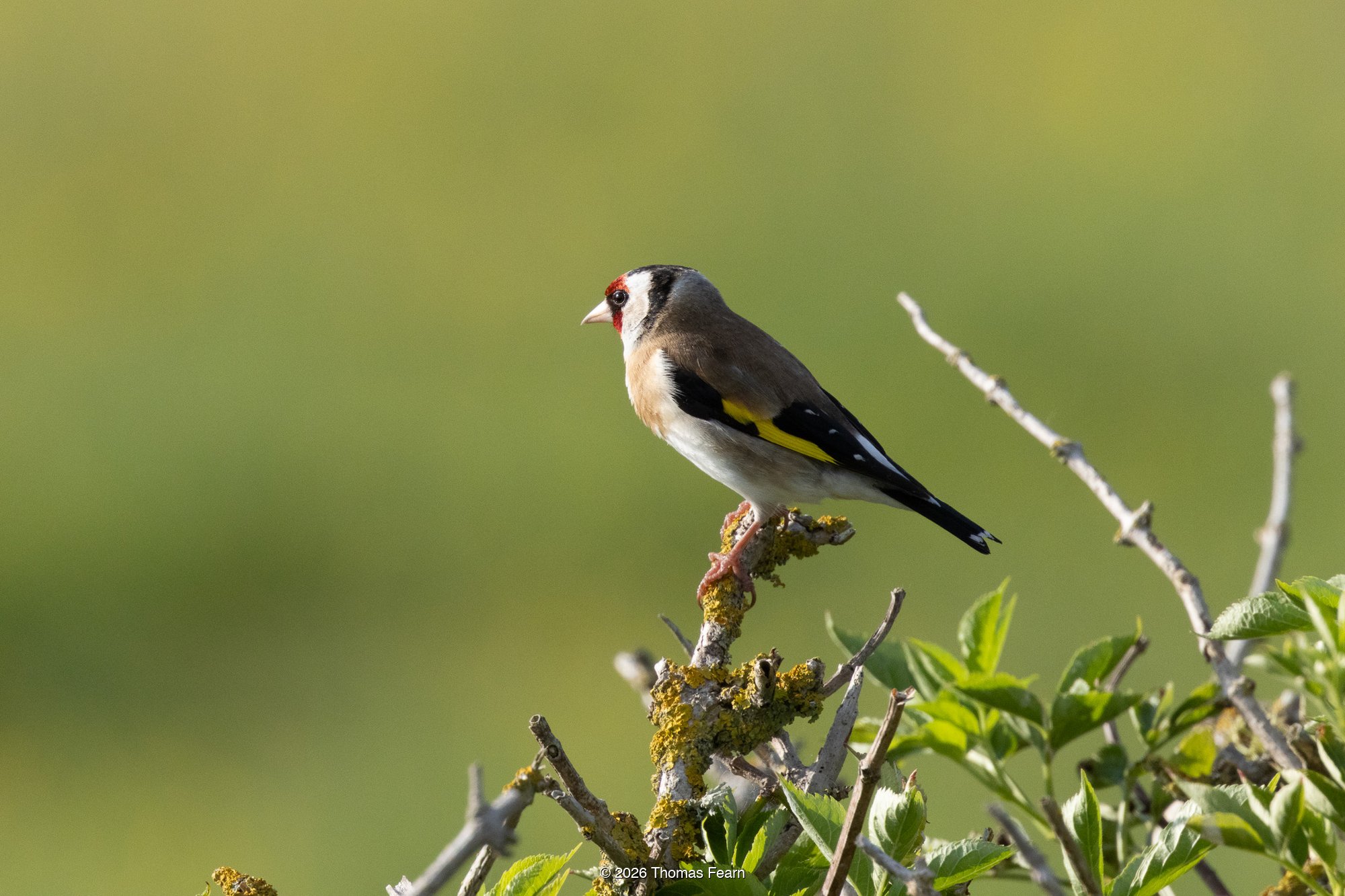 Goldfinch on a lichen-covered branch