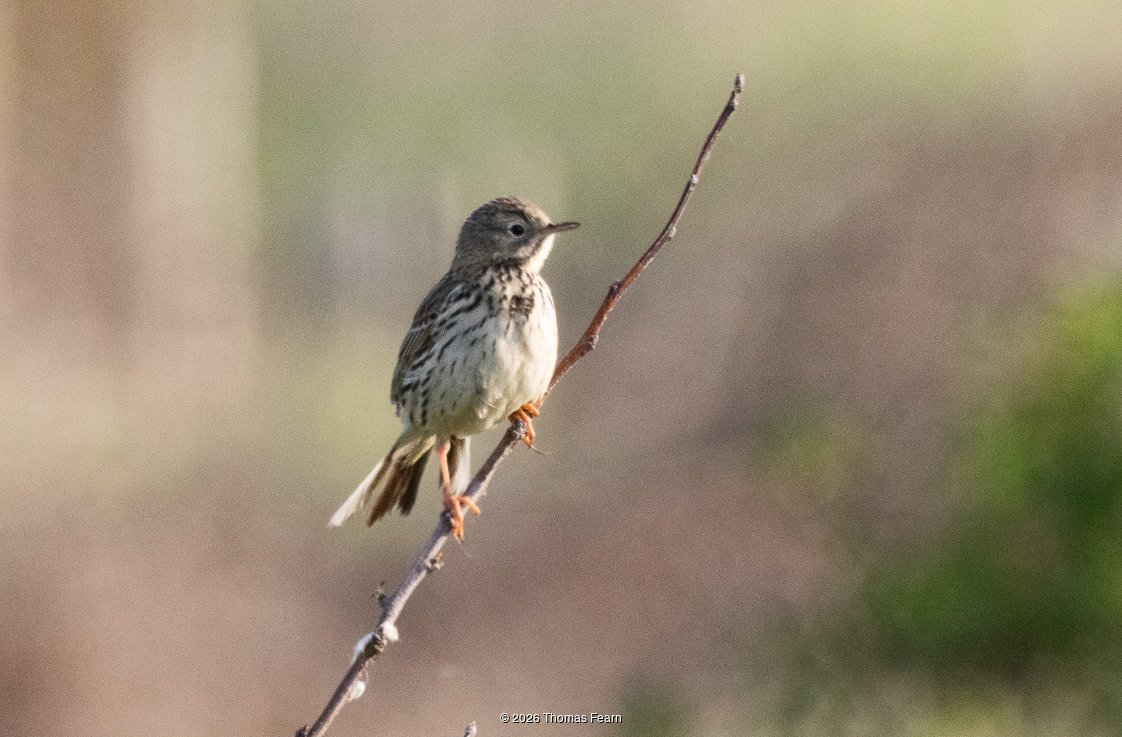 Meadow pipit on a bare stem