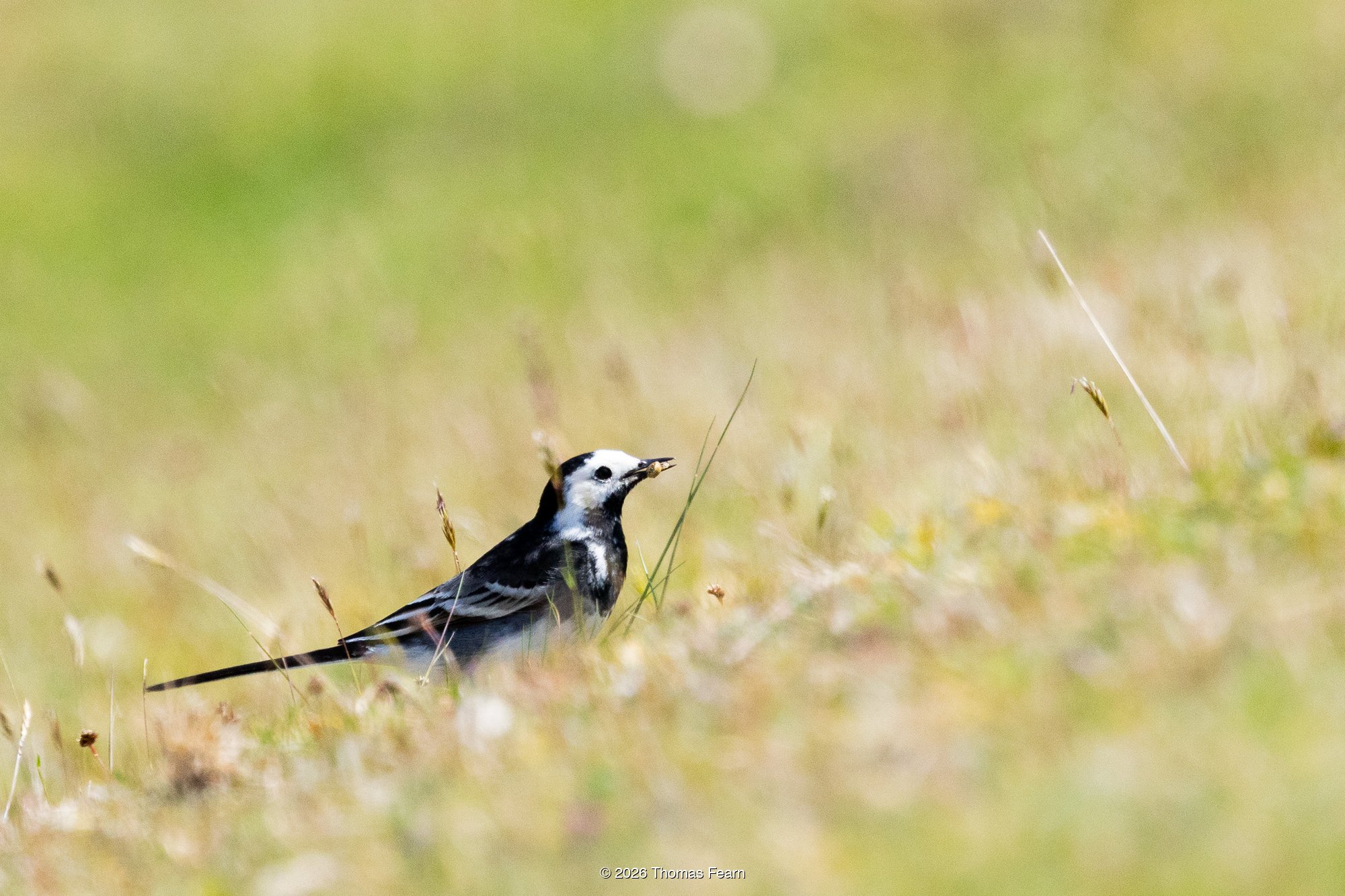 Pied wagtail on summer grass
