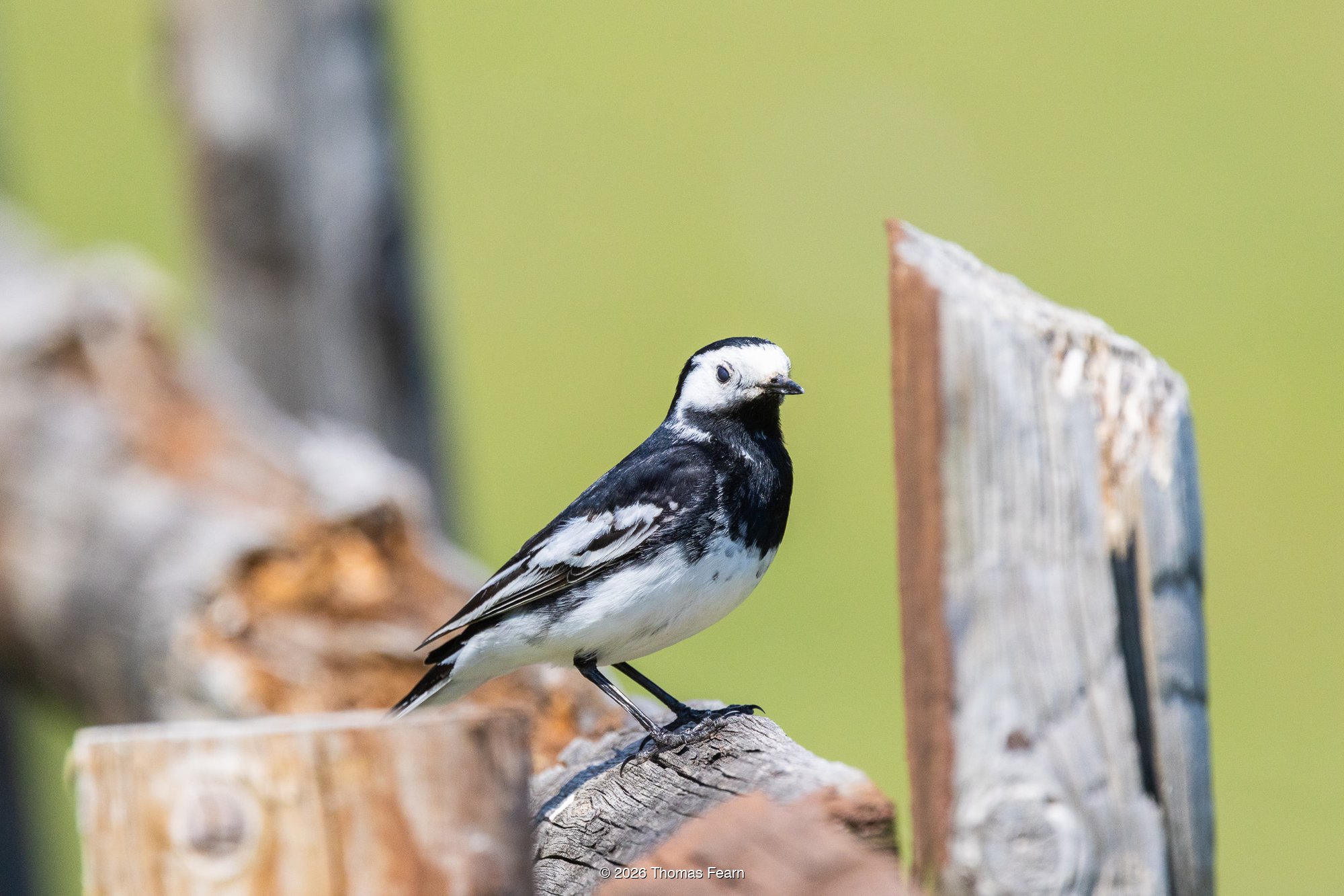 Pied wagtail perched on a fence post