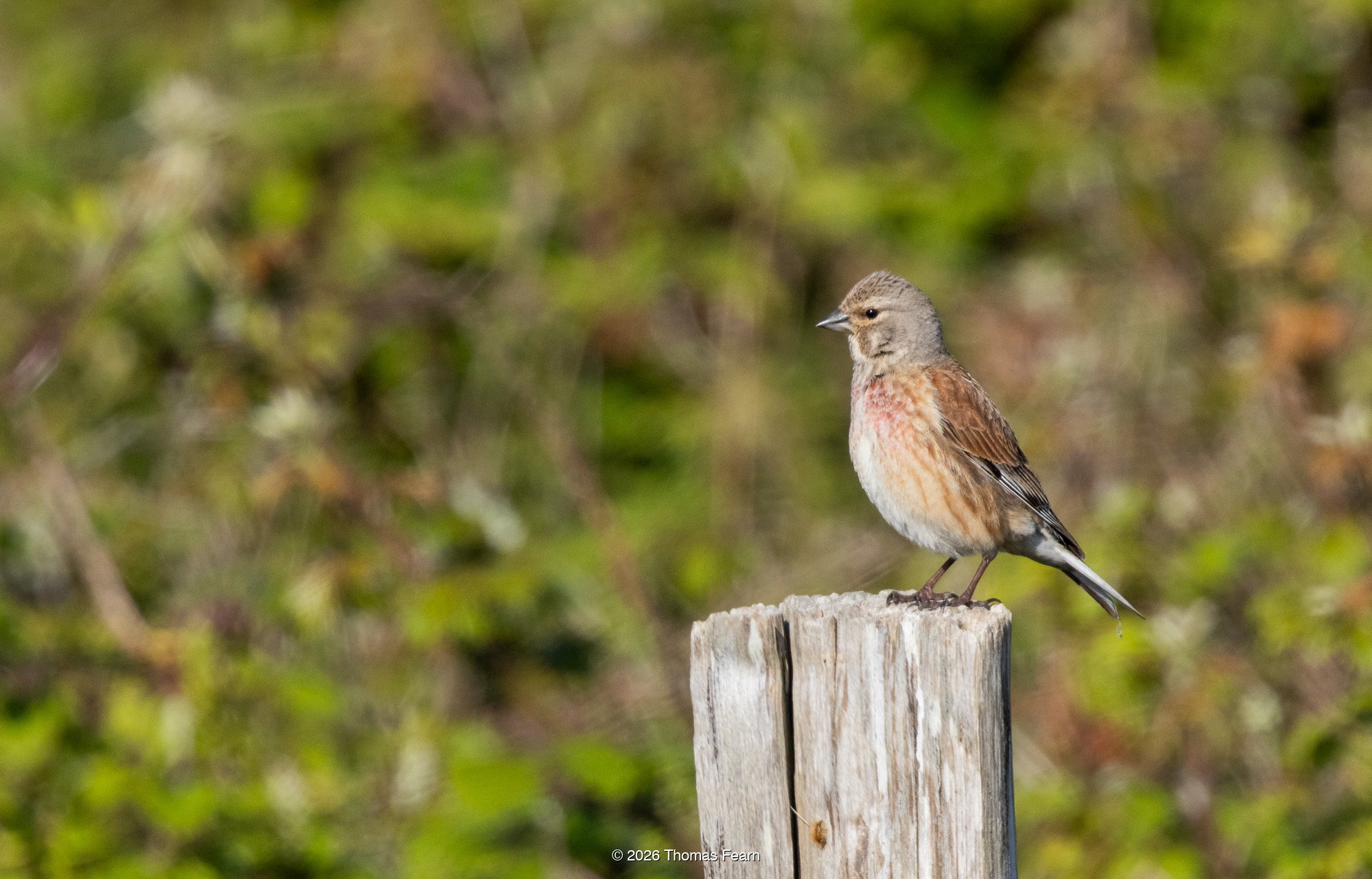 Linnet on a weathered post
