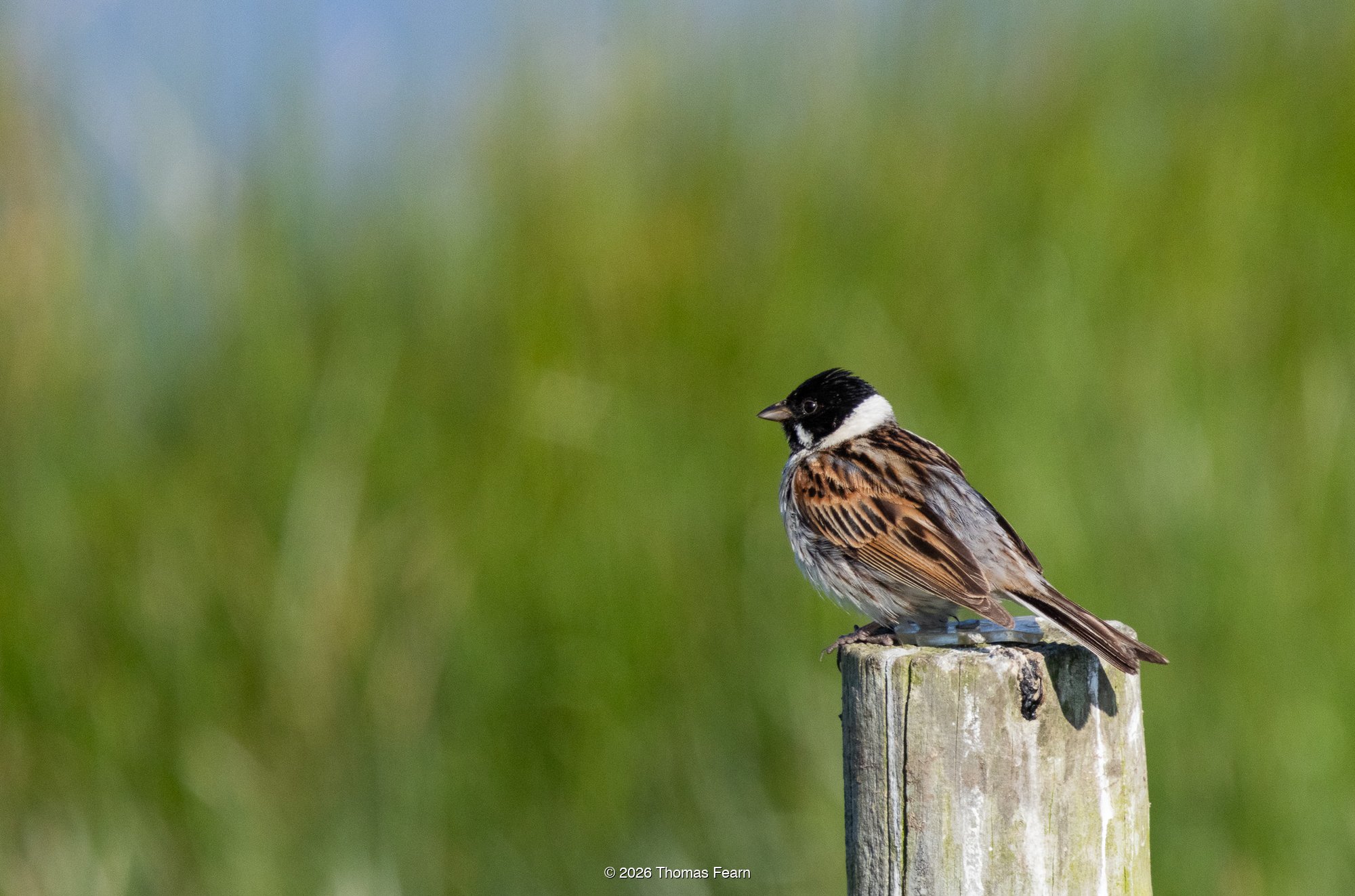 Male reed bunting on a fence post
