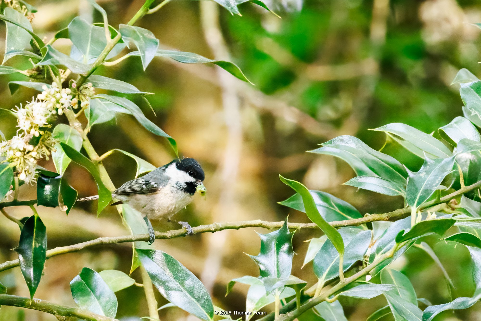 Coal Tit foraging in holly