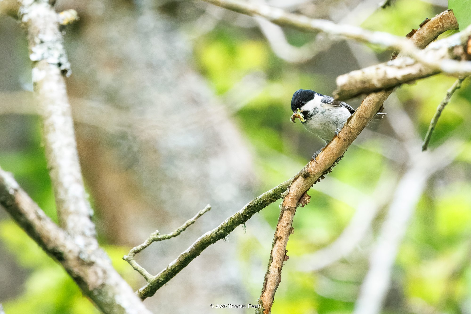 Coal tit with food among spring branches