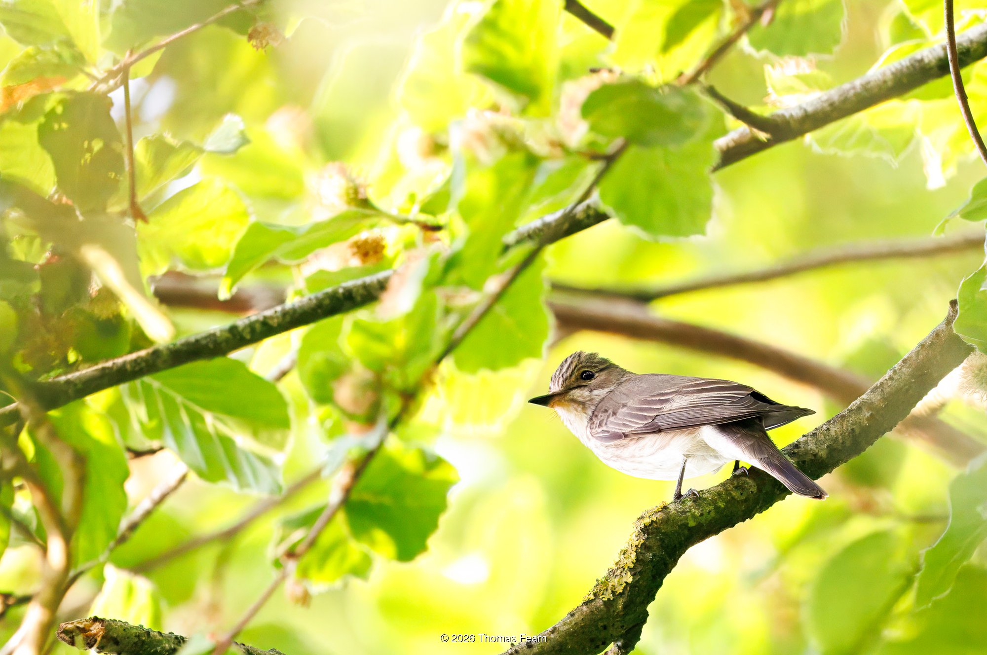 Spotted Flycatcher in fresh spring leaves