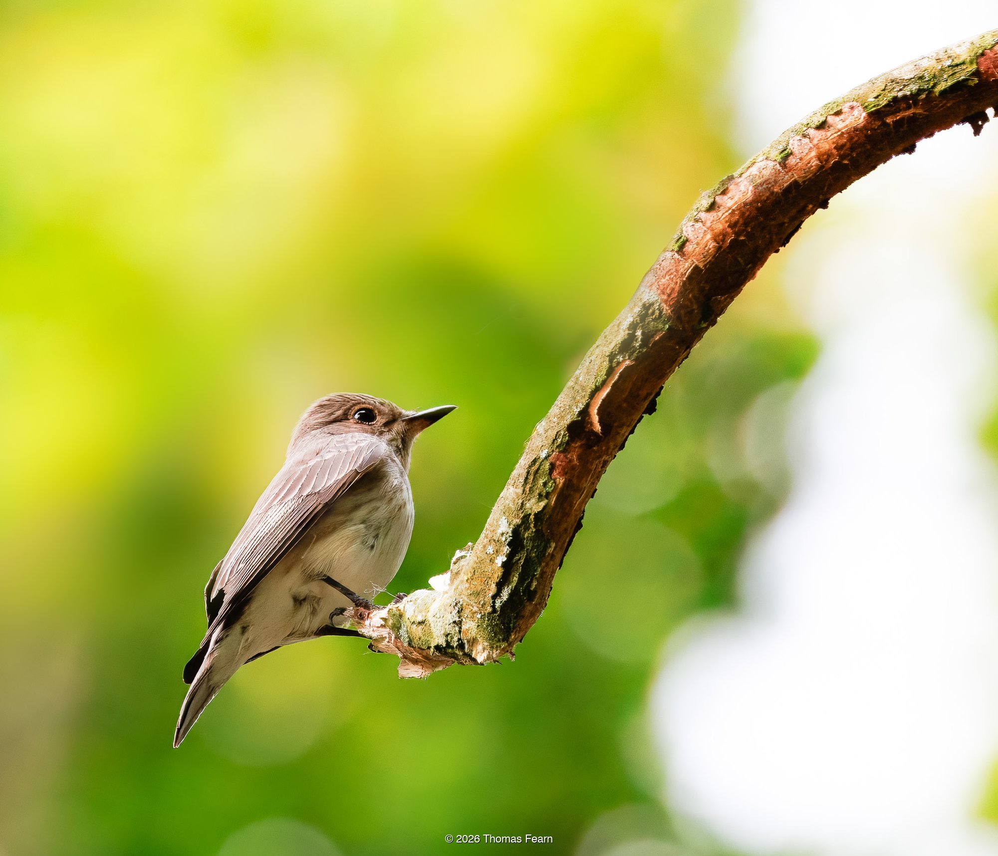 Spotted Flycatcher on a branch