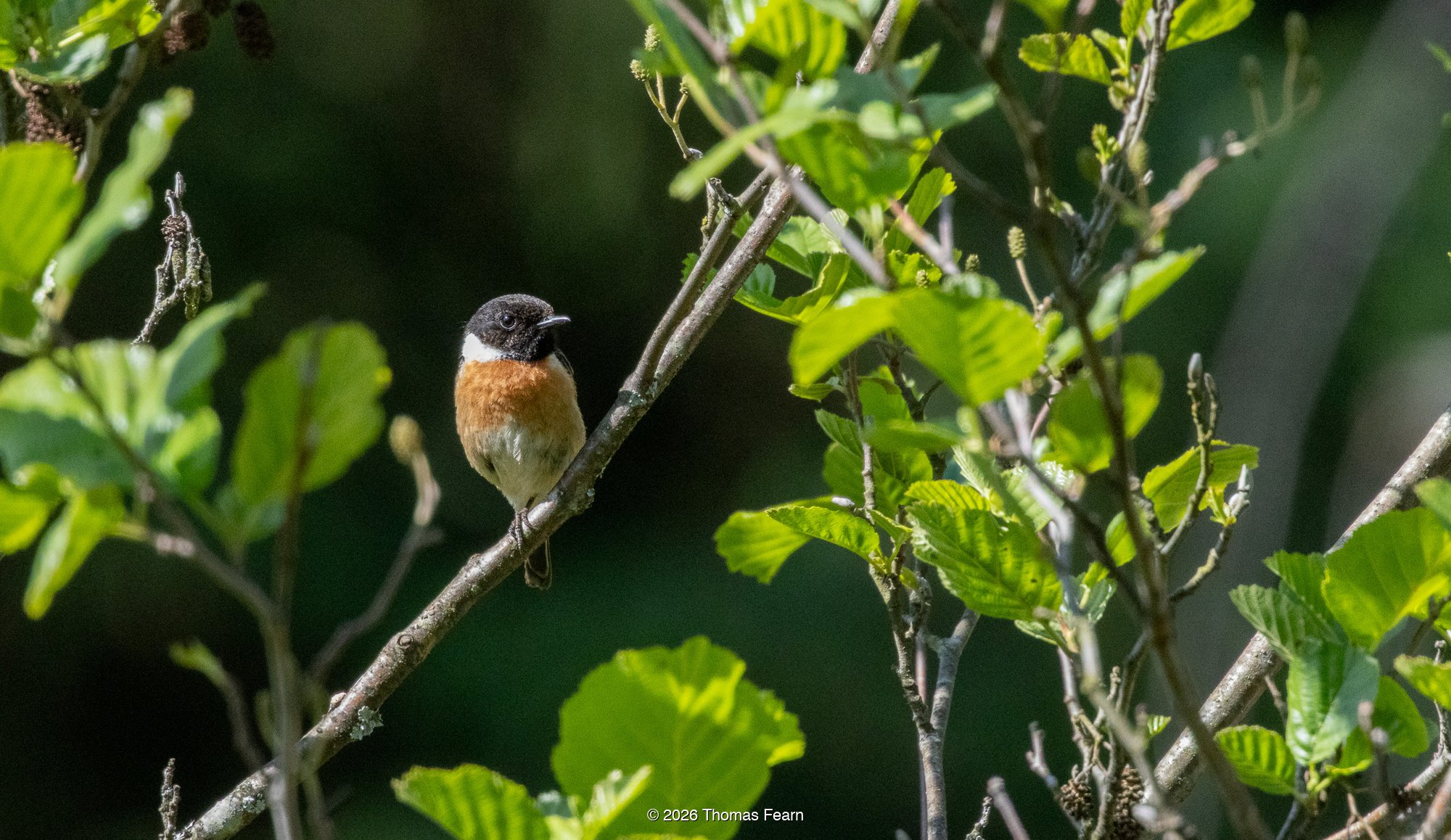 Stonechat in spring foliage