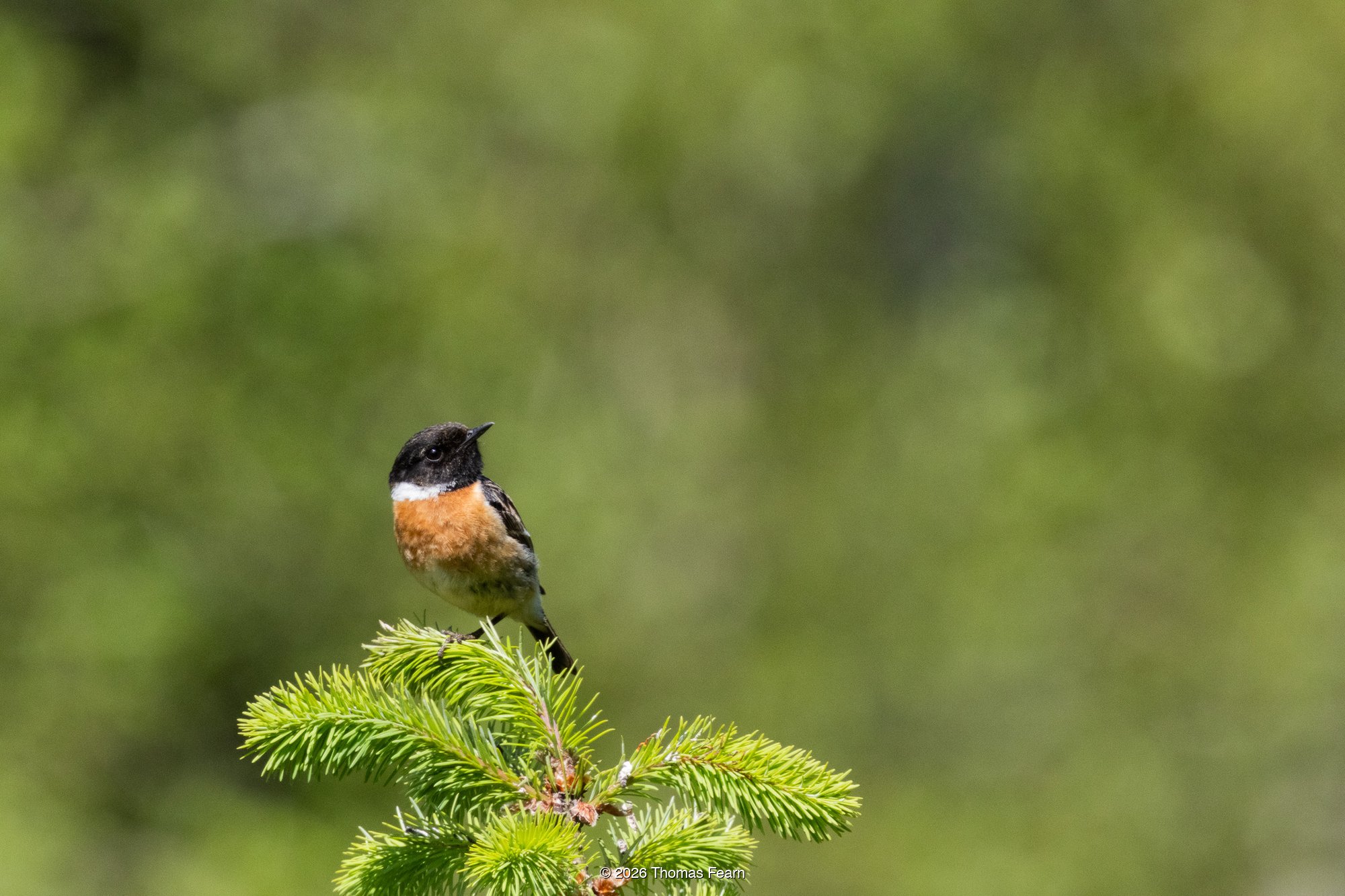Stonechat on a pine top