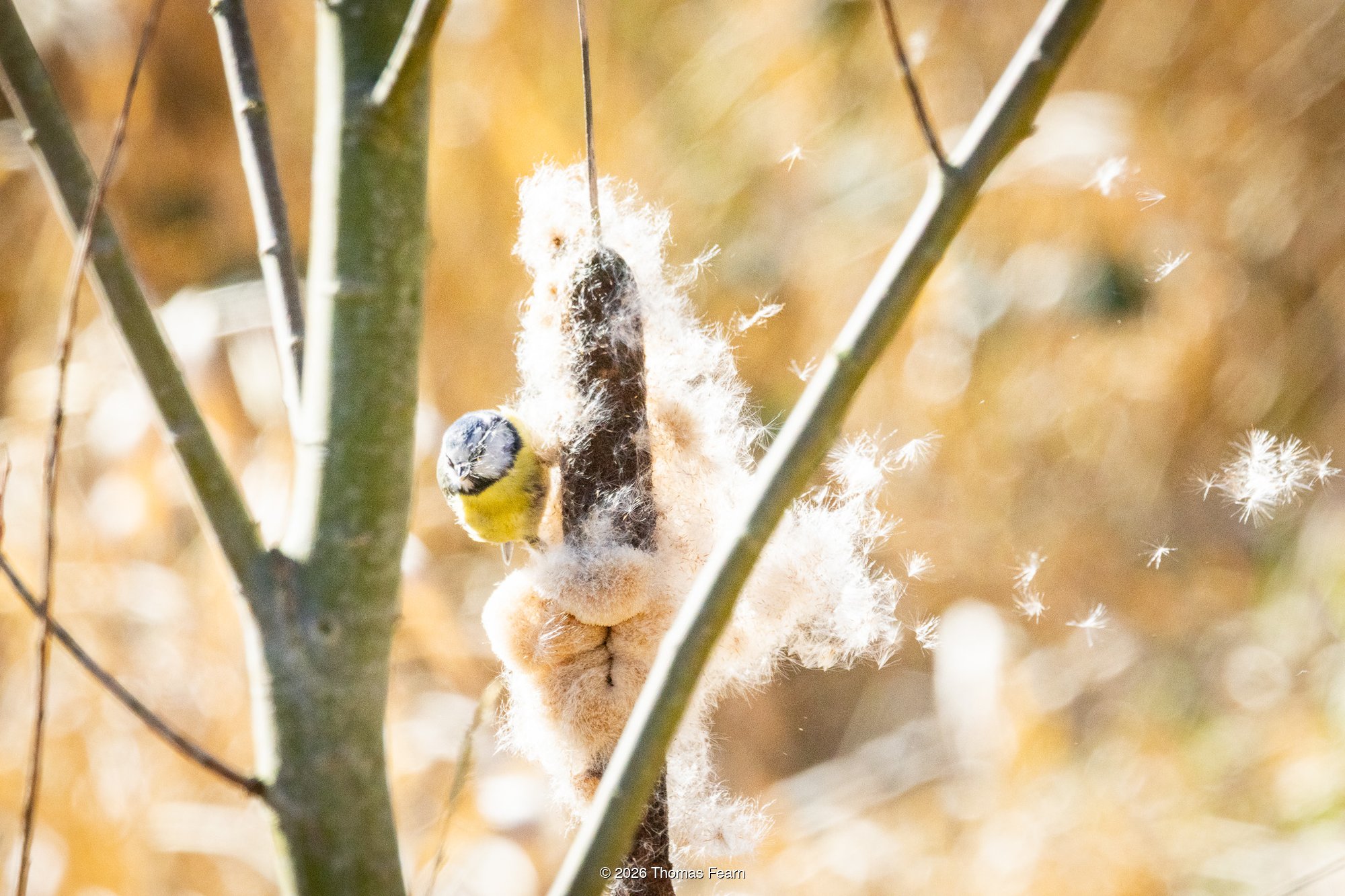 Blue tit pulling at a seeding cattail