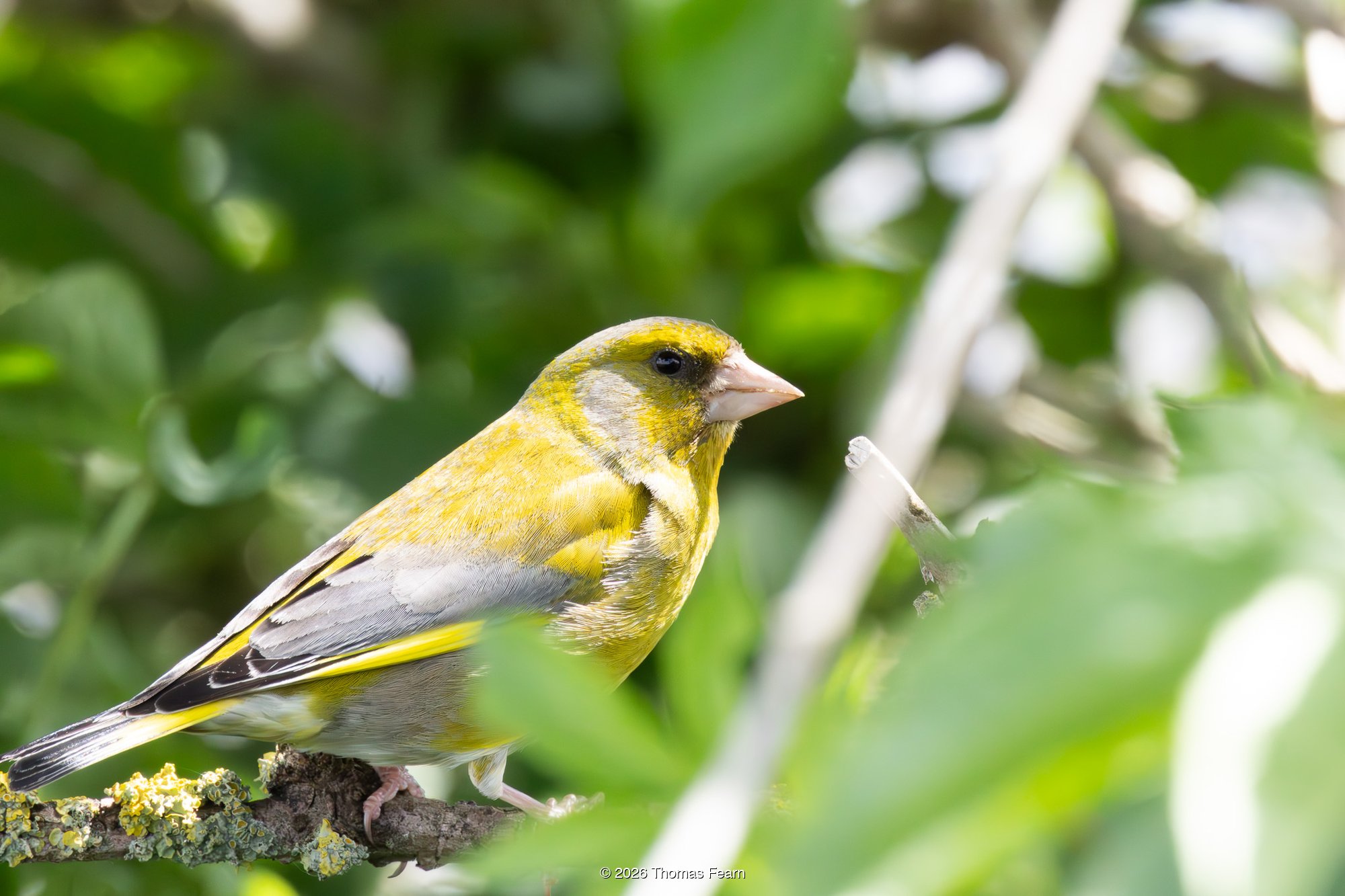 Greenfinch on a sunlit branch
