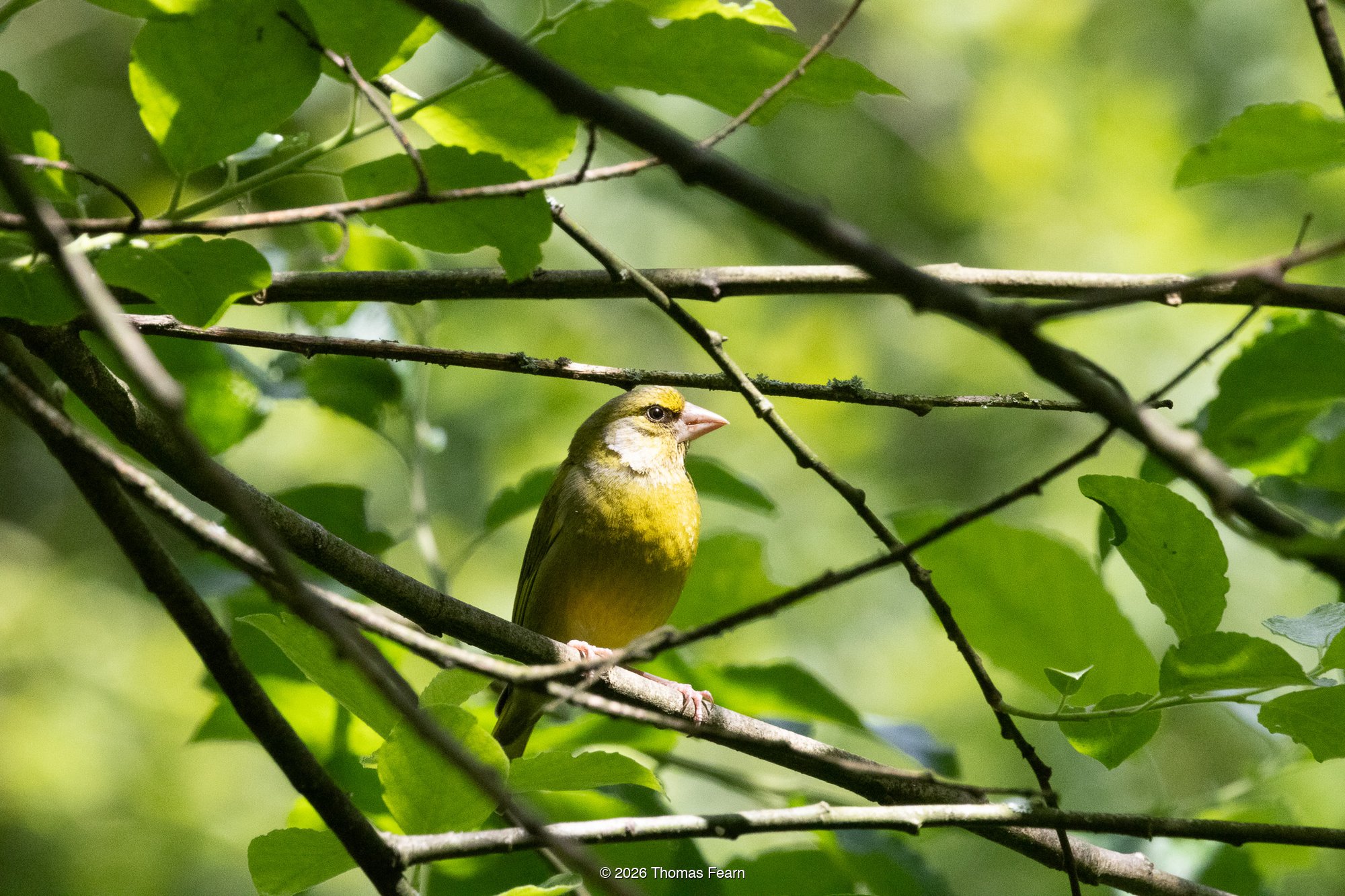 Greenfinch in dense summer foliage