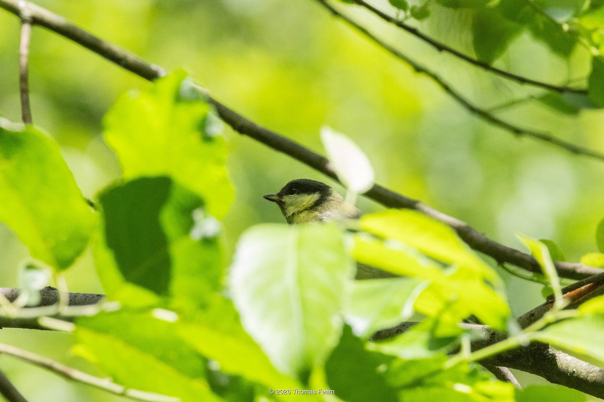 Juvenile Great Tit in oak foliage