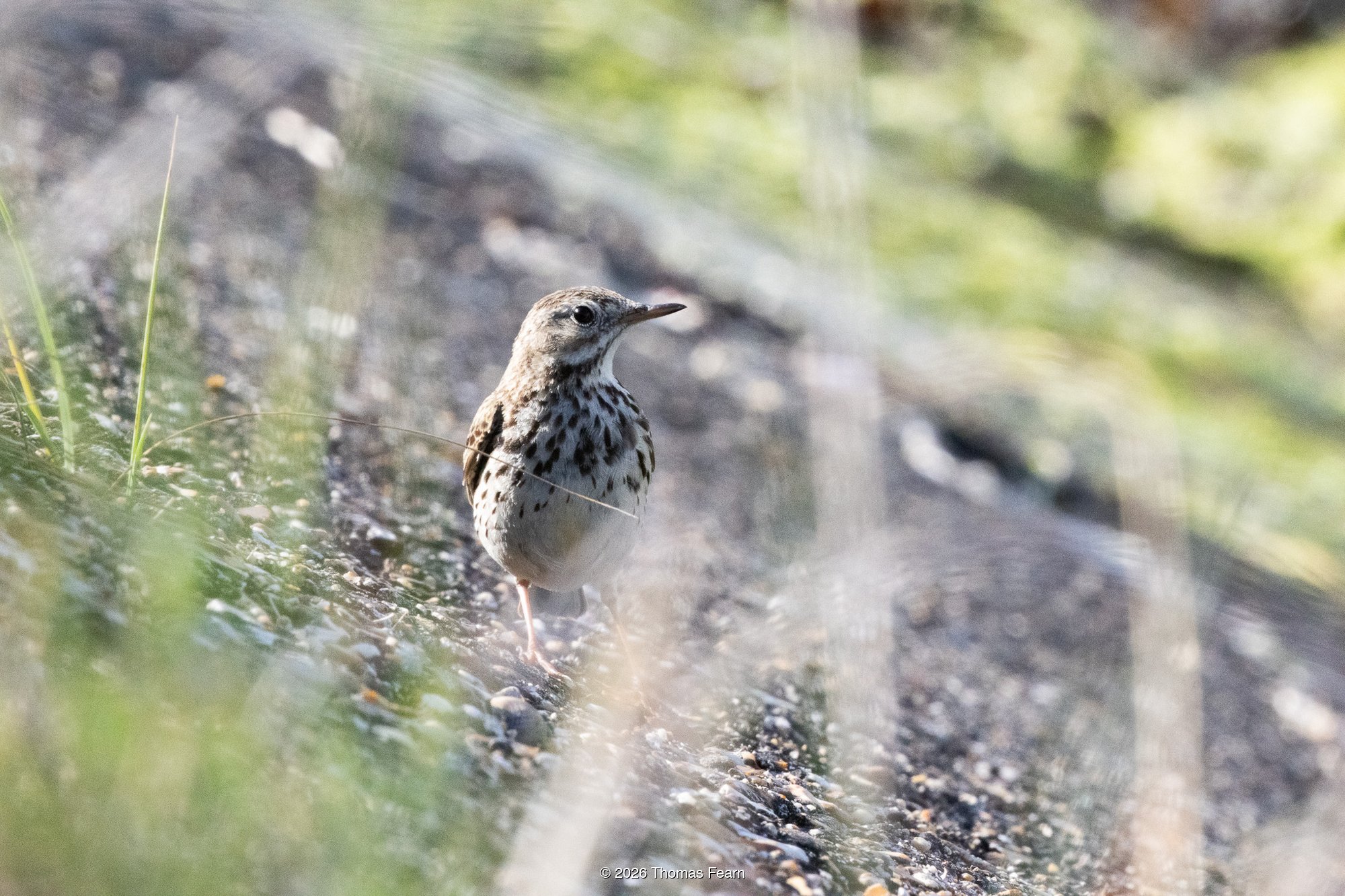 Meadow Pipit on a gravel track