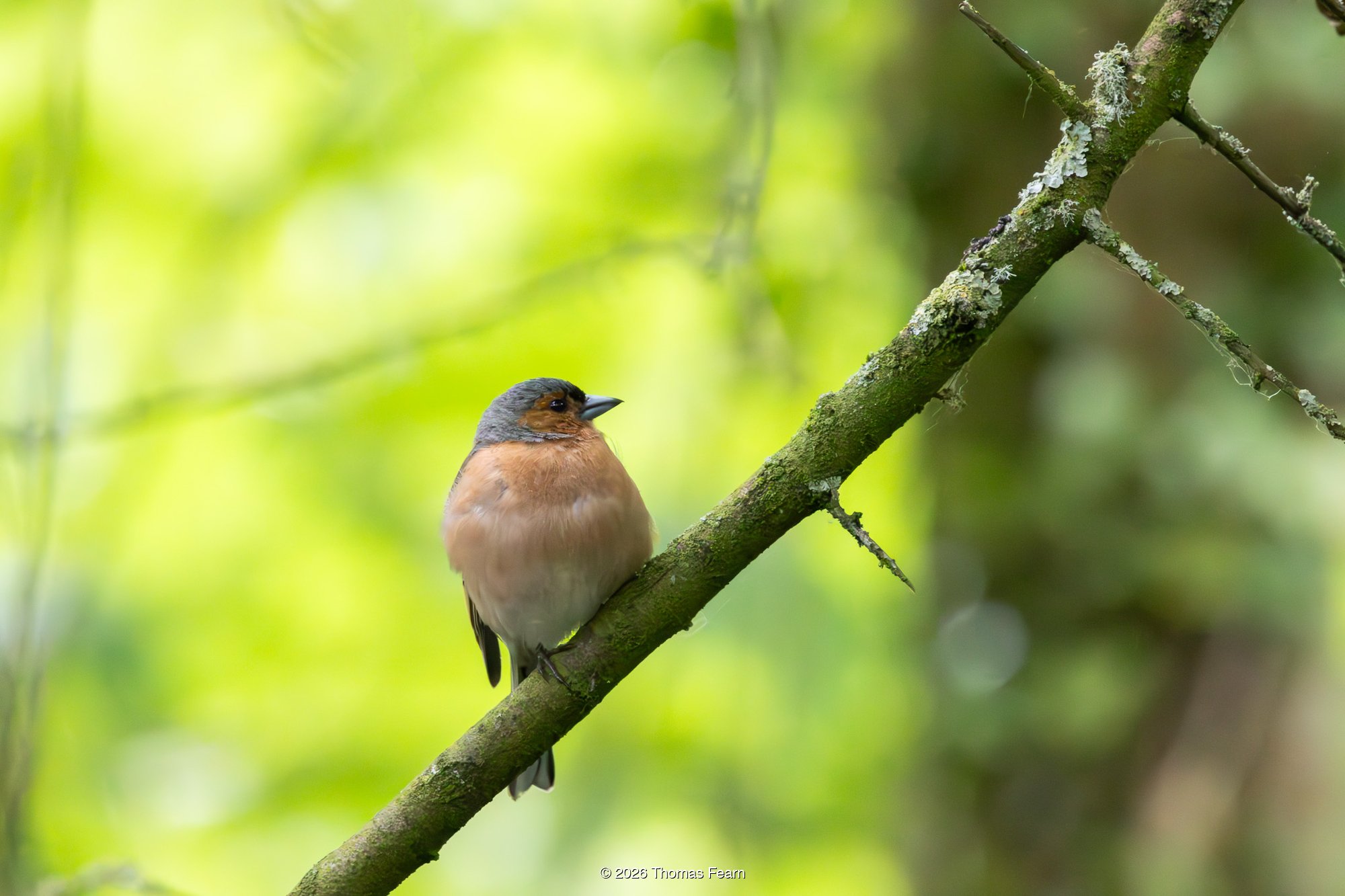 Chaffinch in bright spring foliage