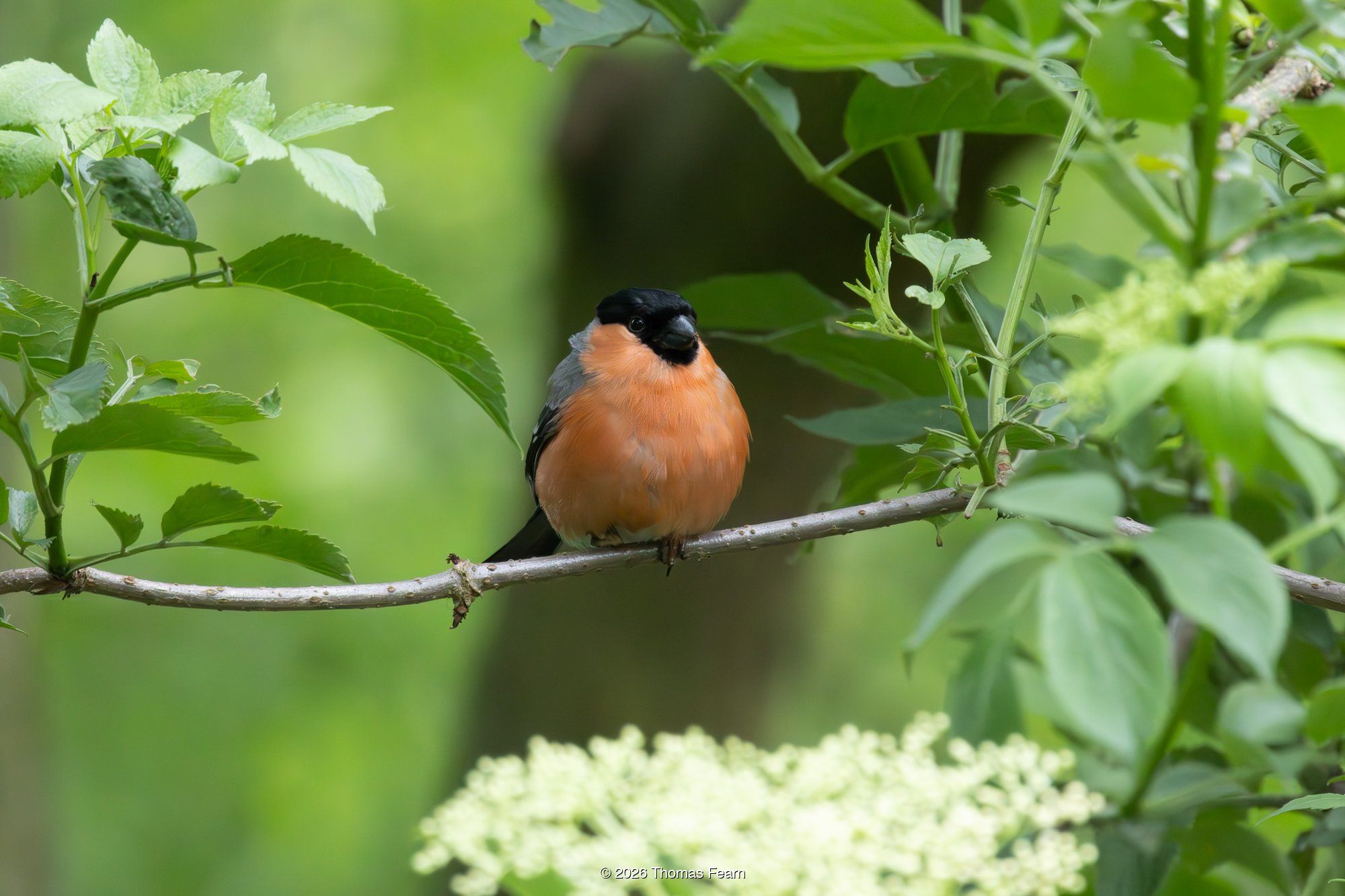 Bullfinch in summer foliage