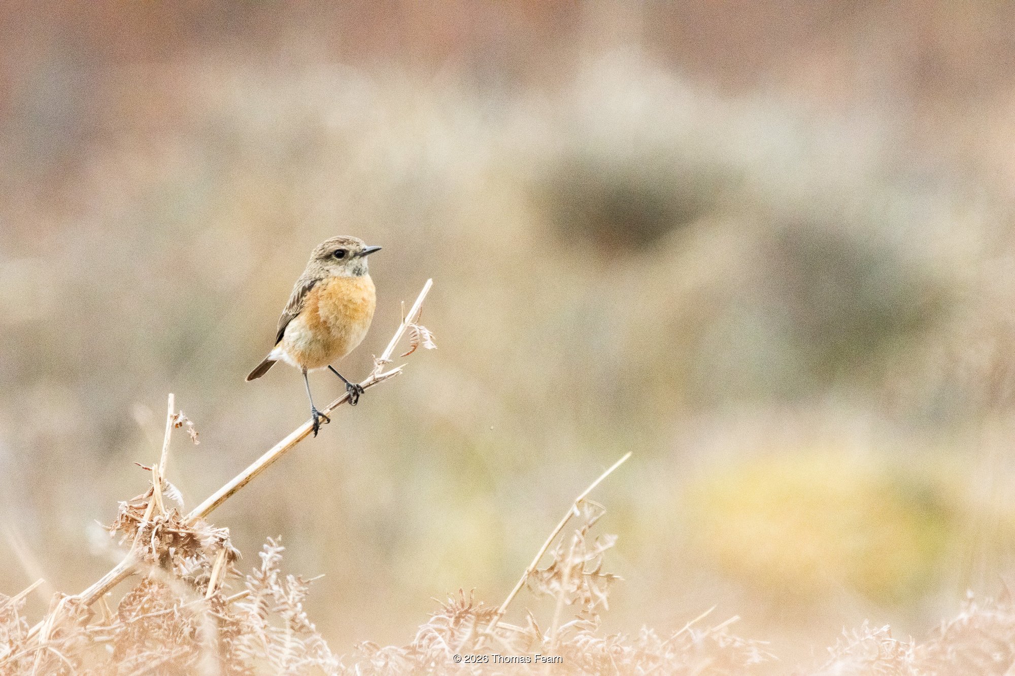 Female Stonechat on a dry stem