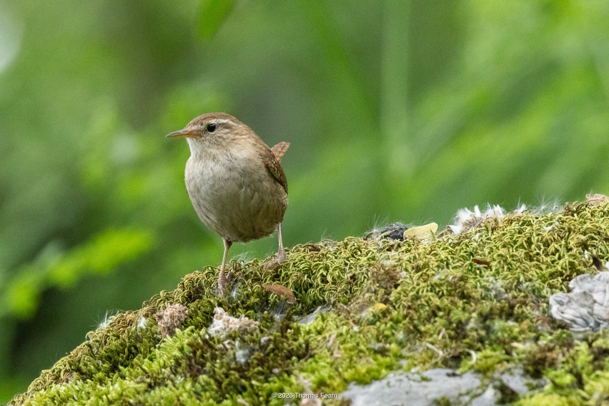 Wren on mossy stonework