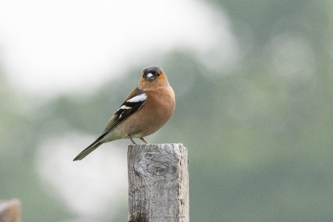 Chaffinch on a fence post