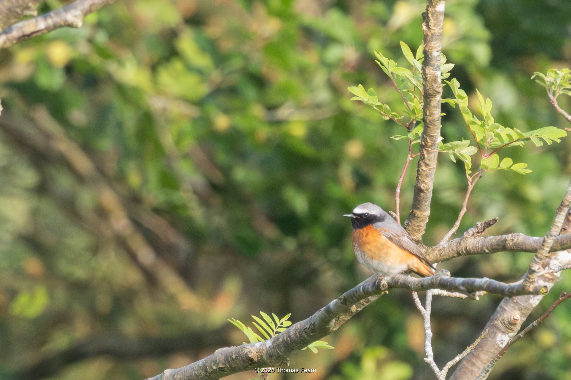 Common Redstart in spring foliage