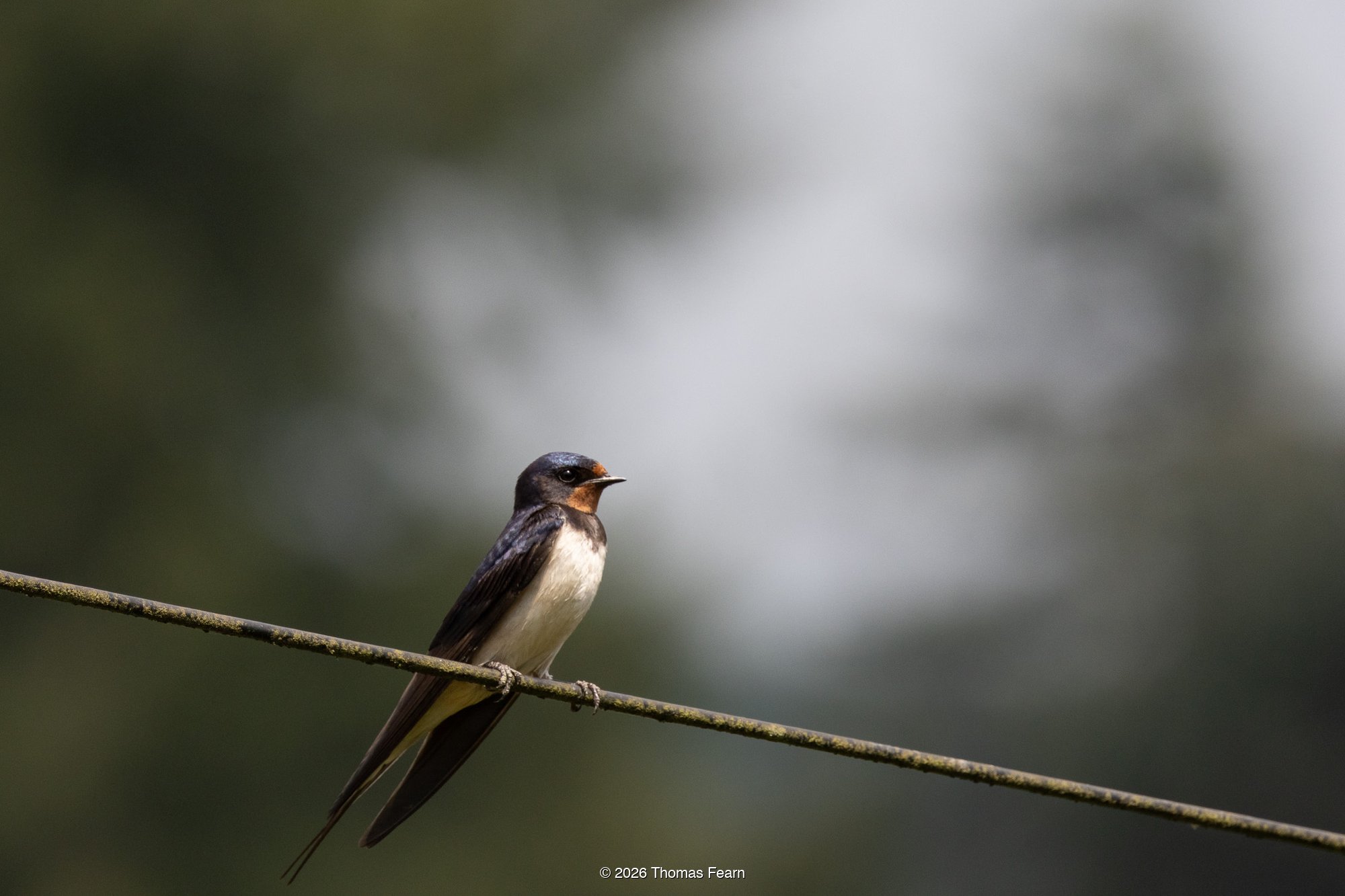 Barn swallow on a wire