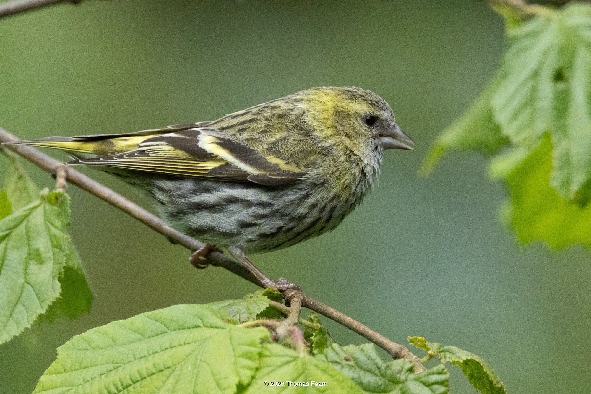 Siskin on a sallow stem