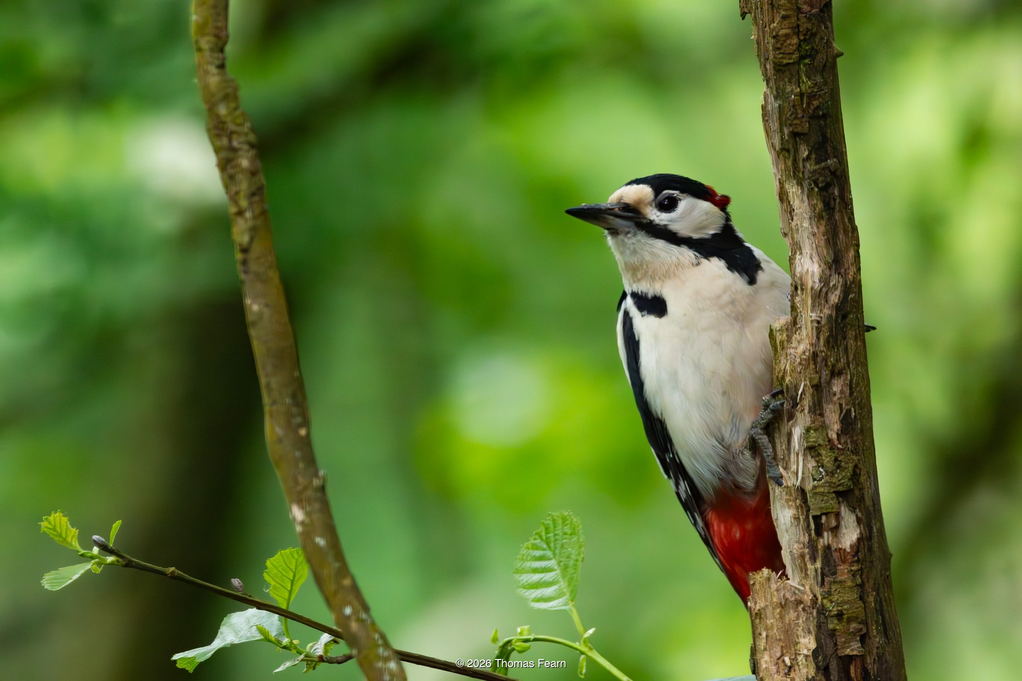 Great spotted woodpecker on a trunk
