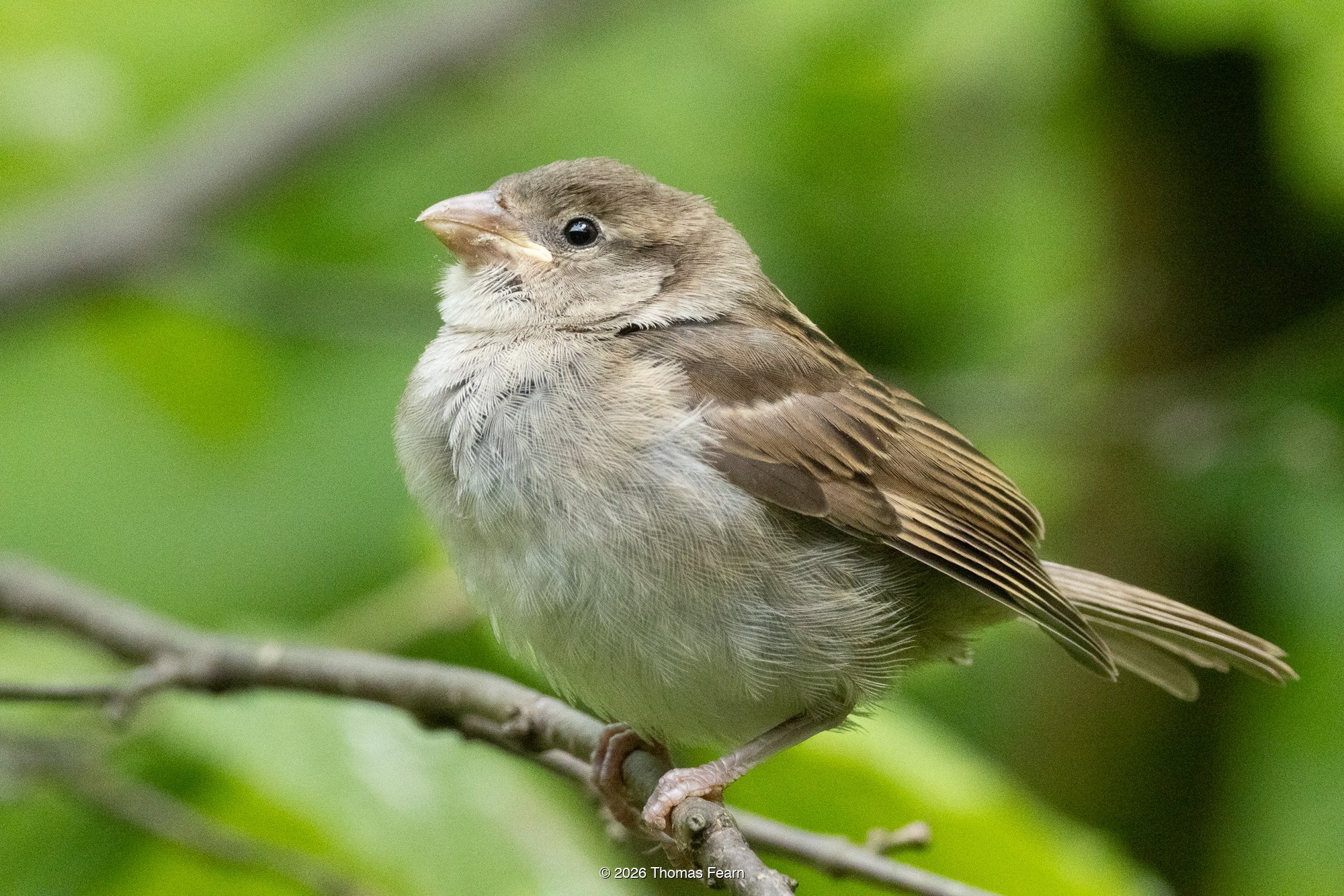 House Sparrow in summer foliage