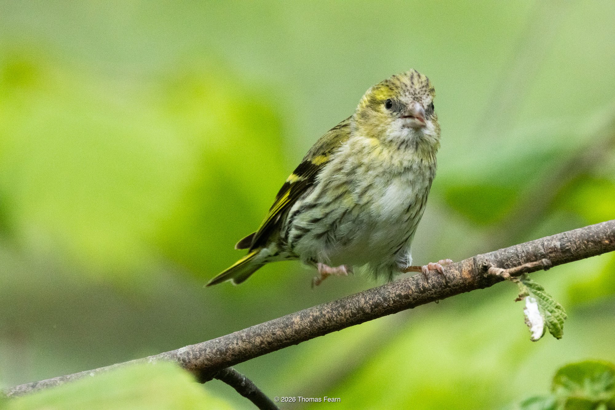 Siskin in spring foliage