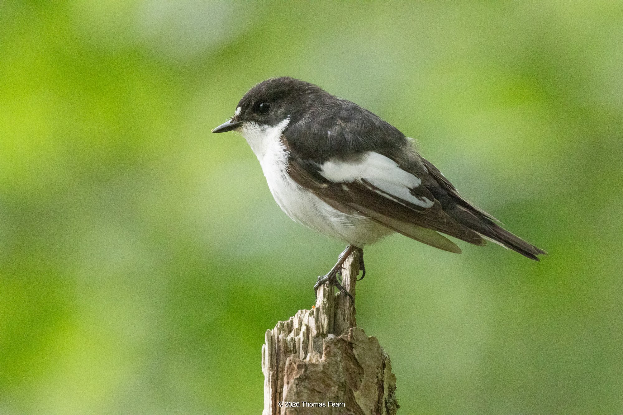 Male pied flycatcher on a weathered stump