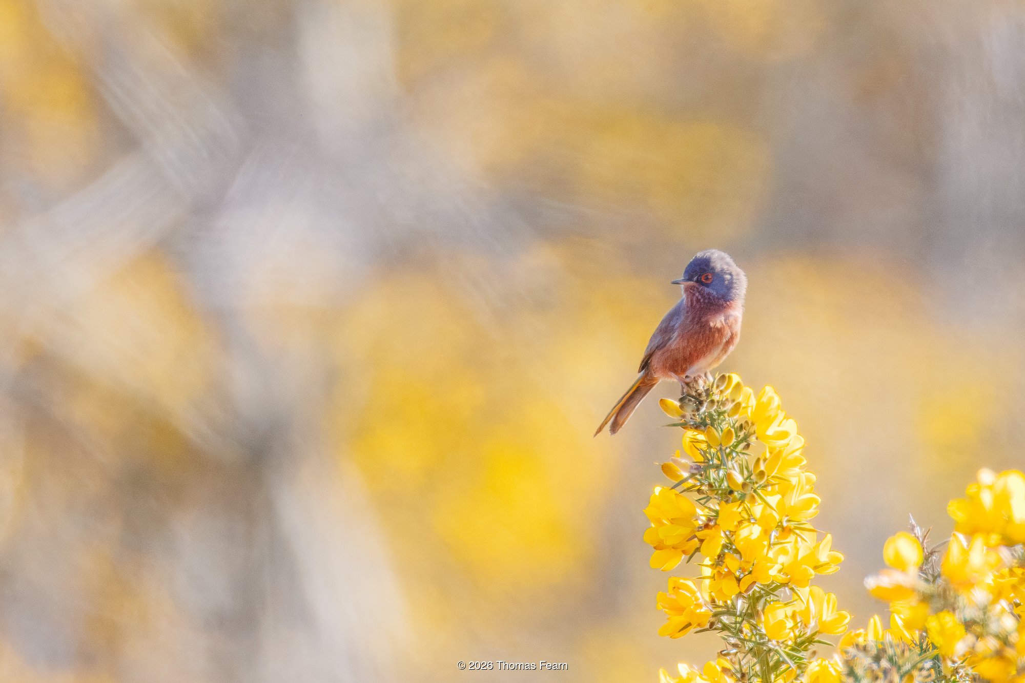 Dartford Warbler on flowering gorse