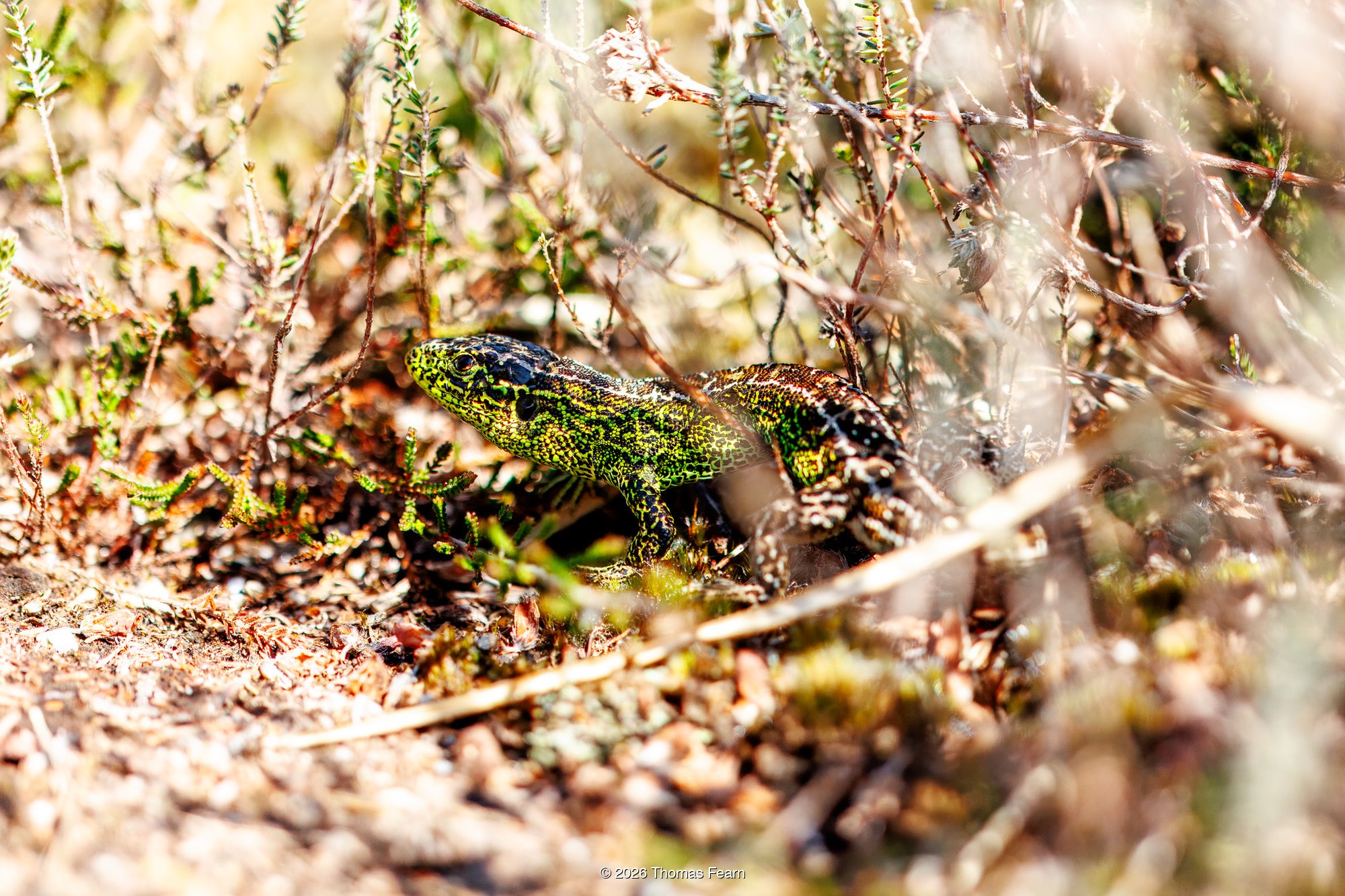 Sand Lizard in heathland undergrowth
