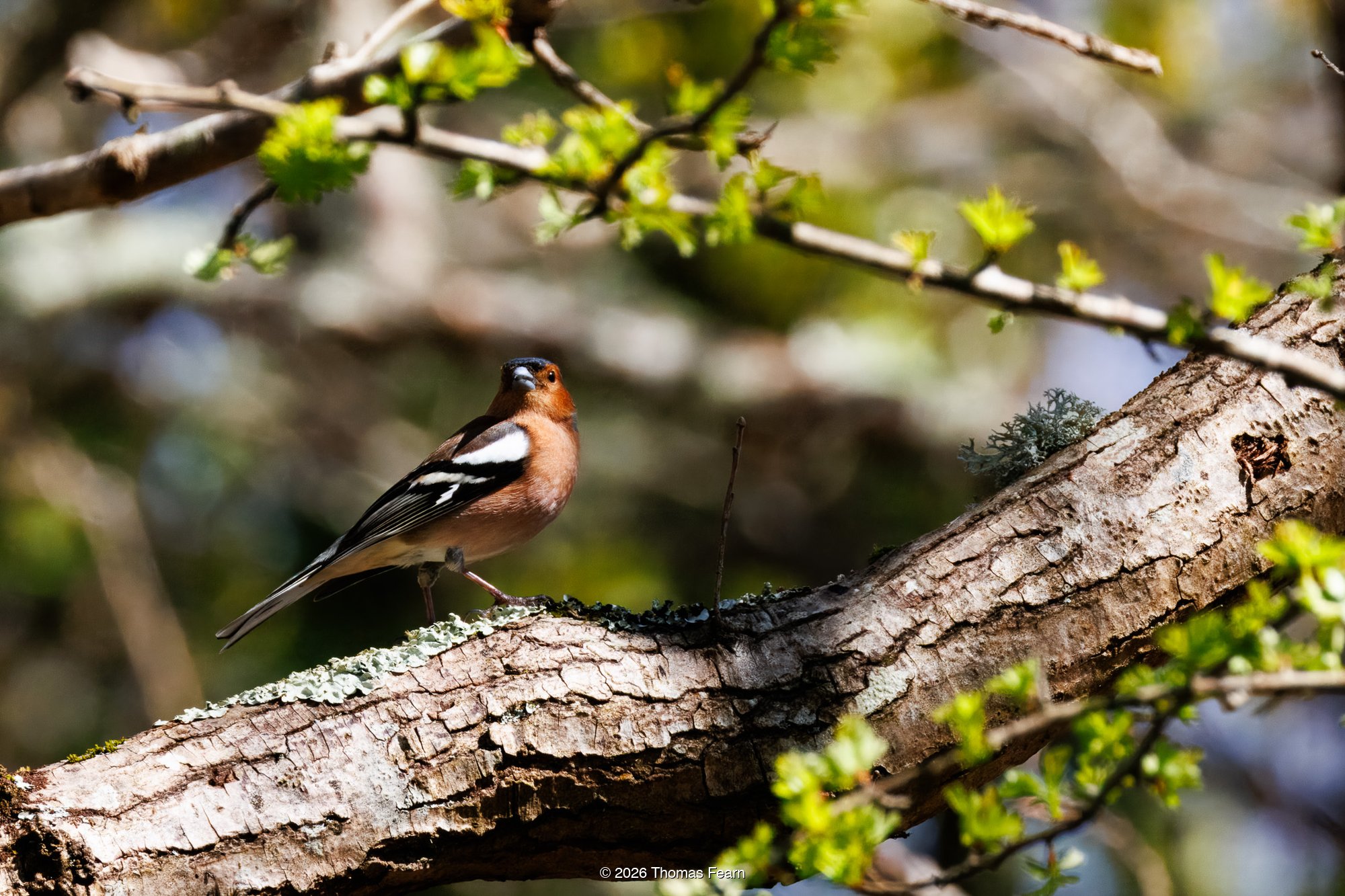 Chaffinch on a lichen-covered branch