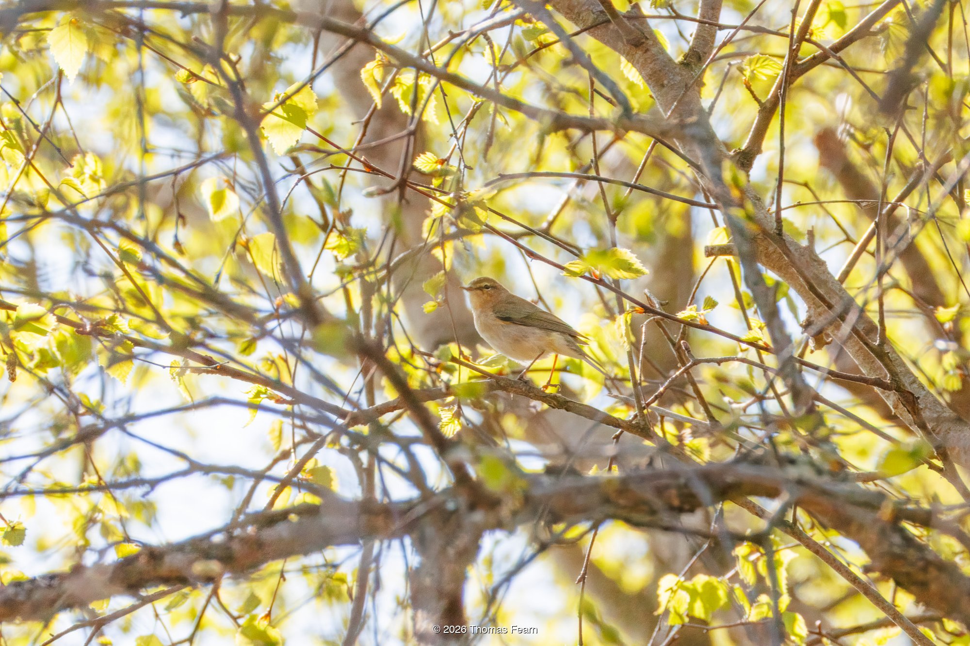Chiffchaff in spring foliage
