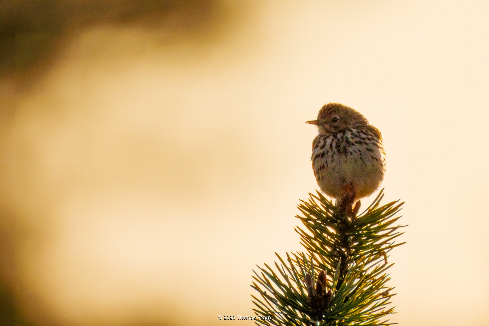 Meadow pipit on a pine top at golden hour