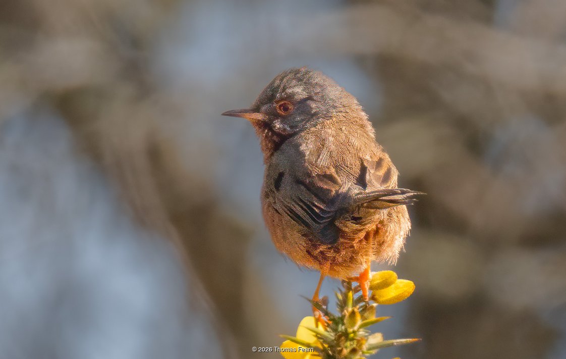 Dartford Warbler on a gorse sprig