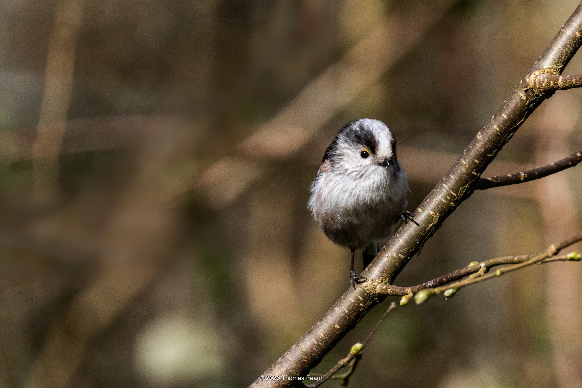 Long-tailed tit on a lichen-rimmed branch