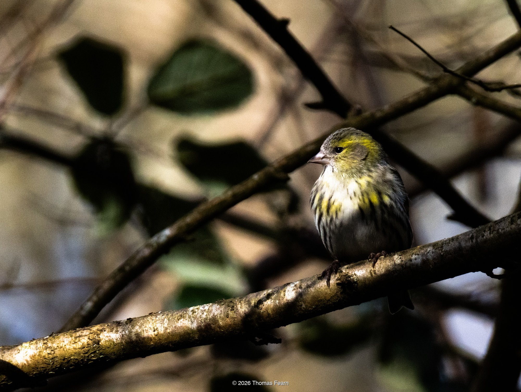 Siskin on a lichen-covered branch