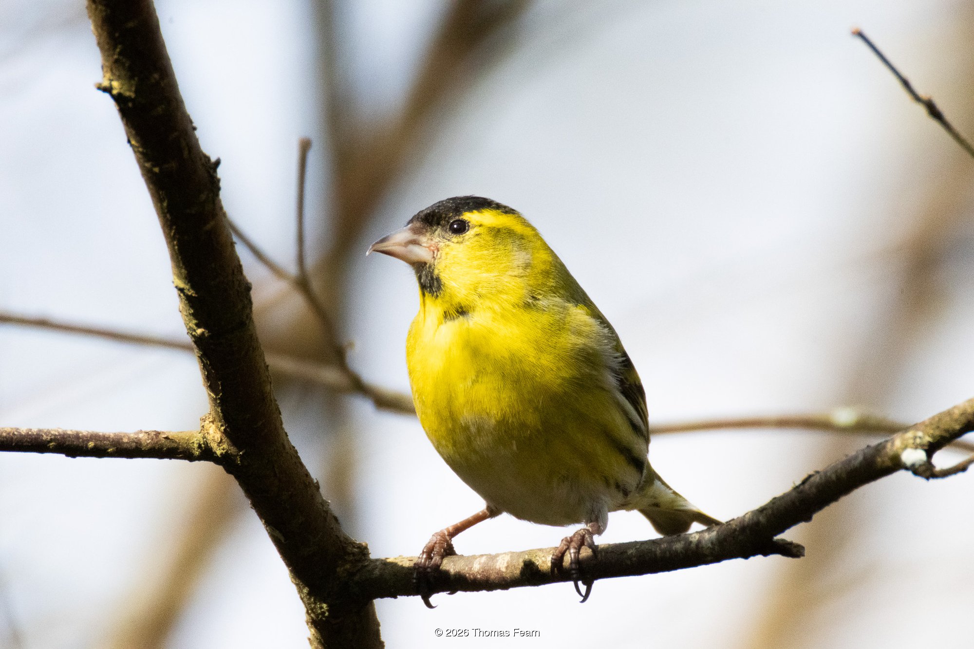 Siskin male on a bare branch