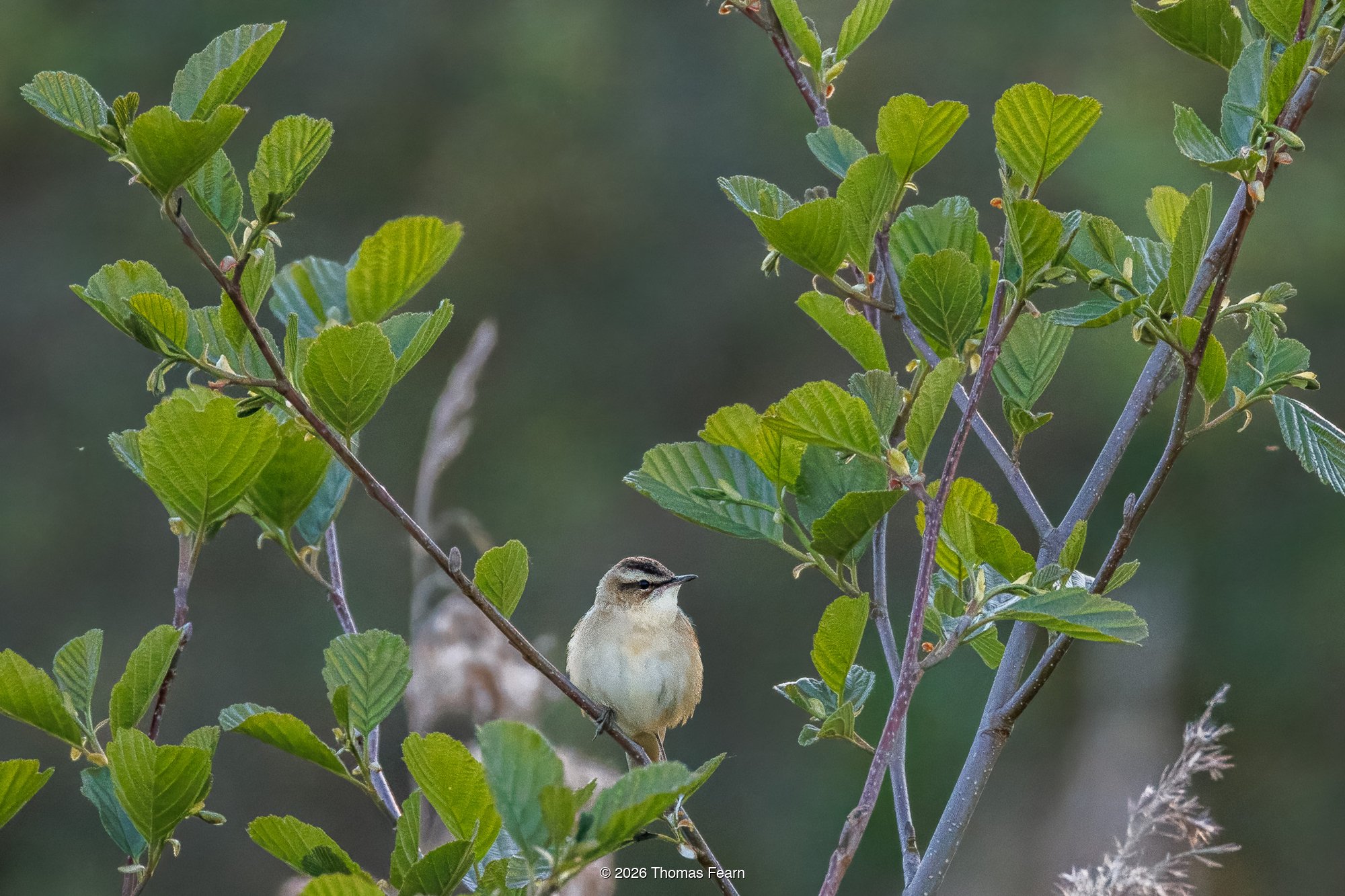 Sedge Warbler among spring greens
