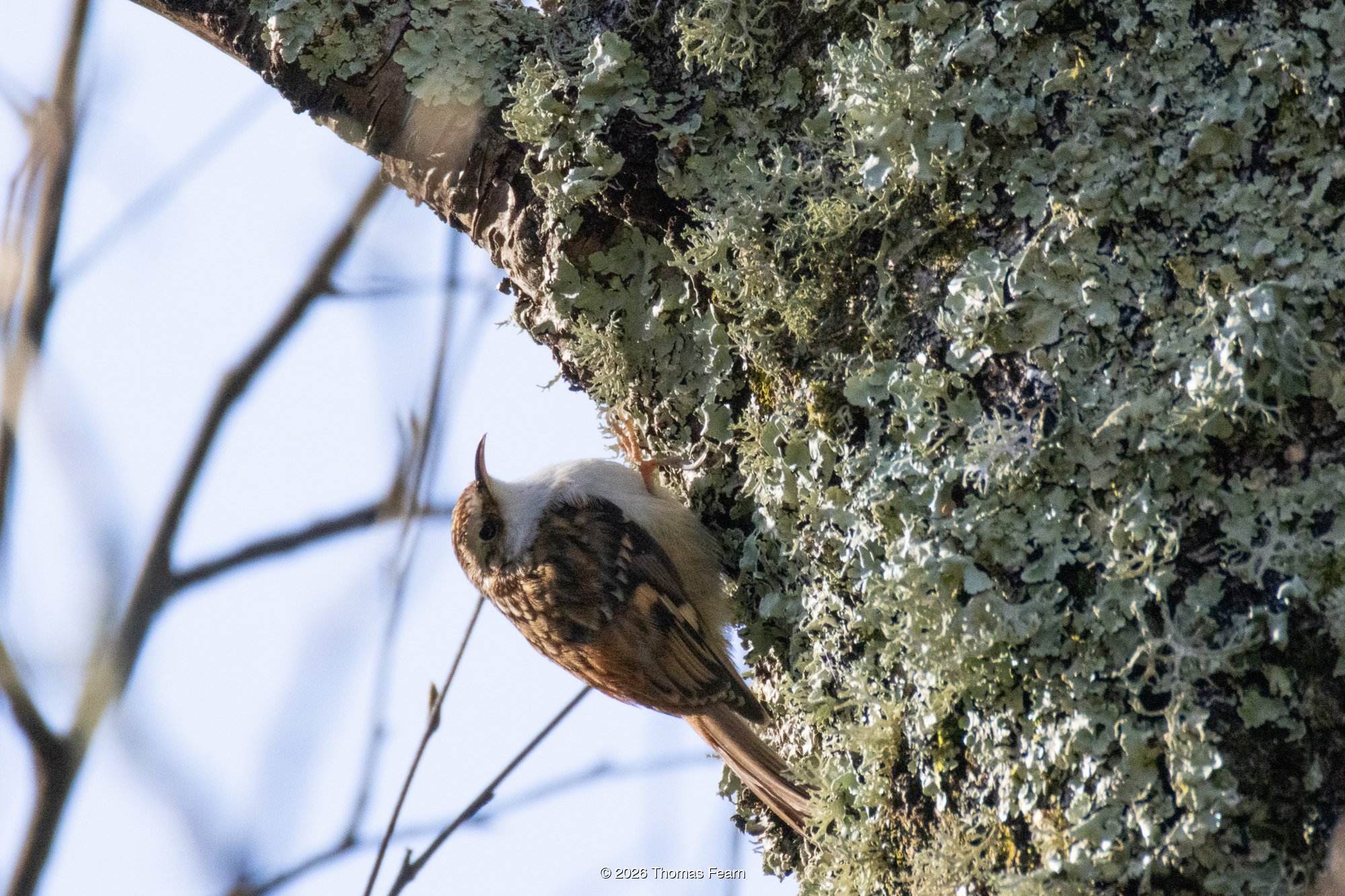 Treecreeper on lichen-covered bark